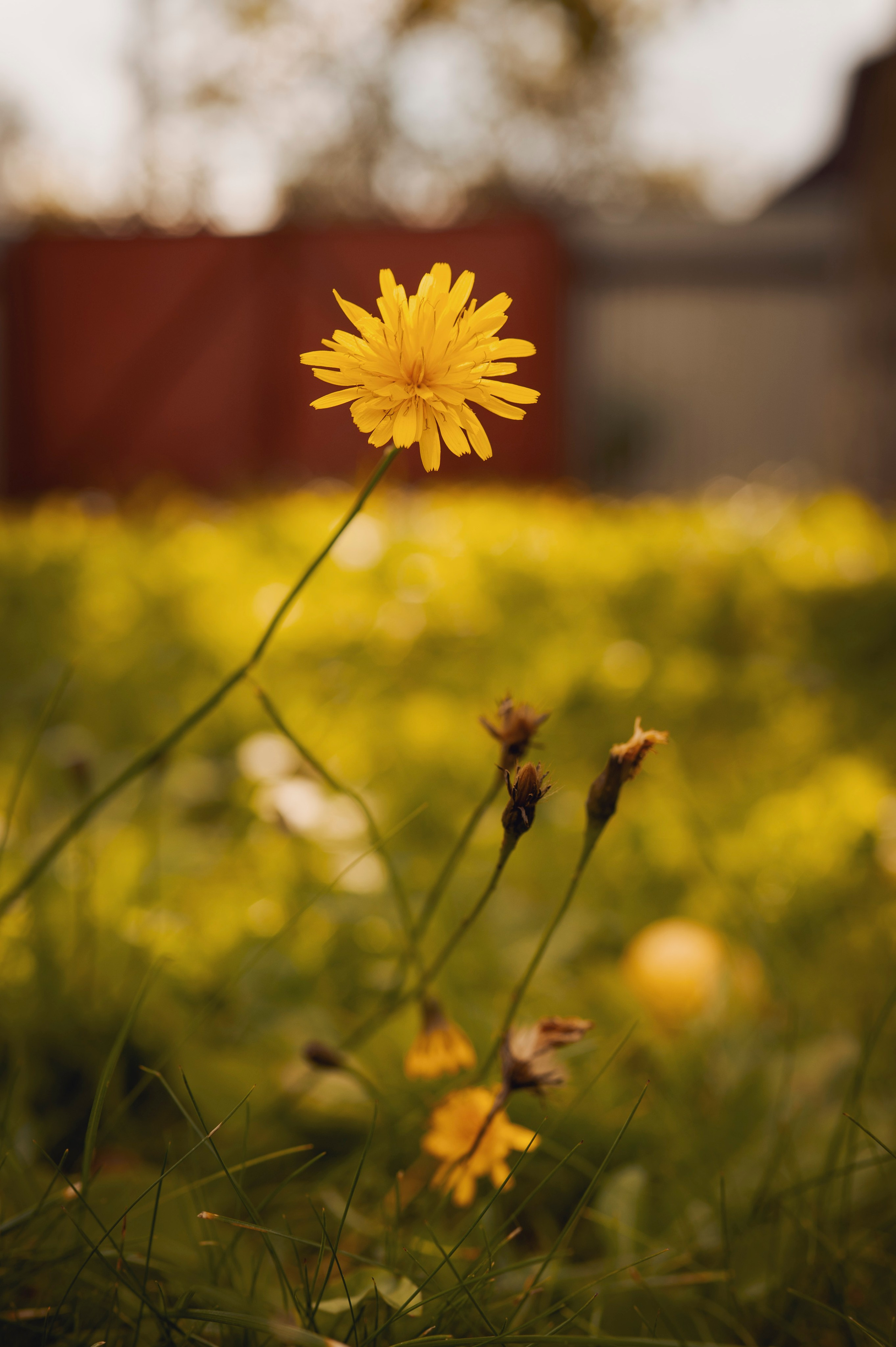 Осень во всей красе. Анна Боровикова, фотограф Пушкино