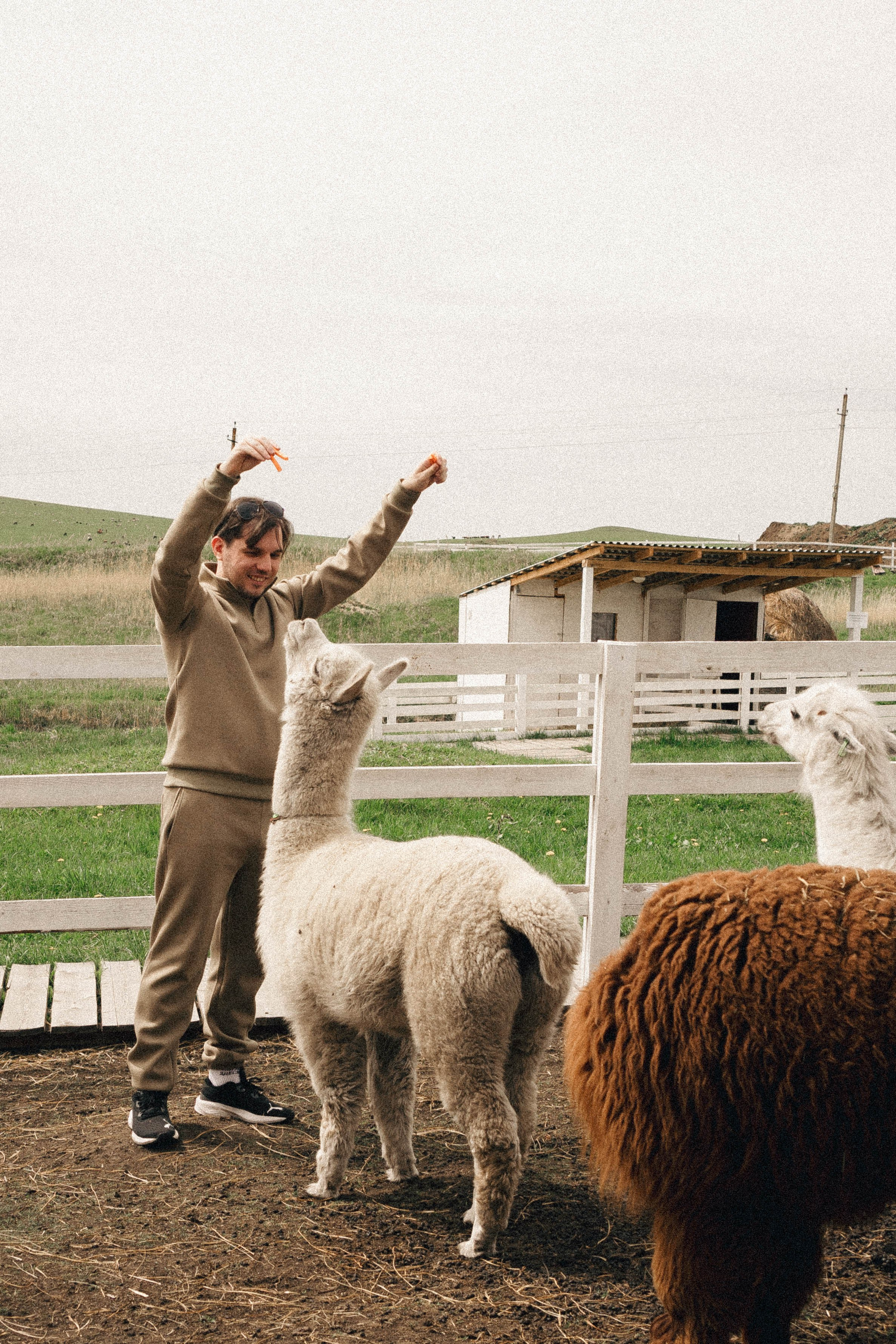 Ферма Альпак. Профессиональный фотограф, Санкт-Петербург — Виктория Богомолова