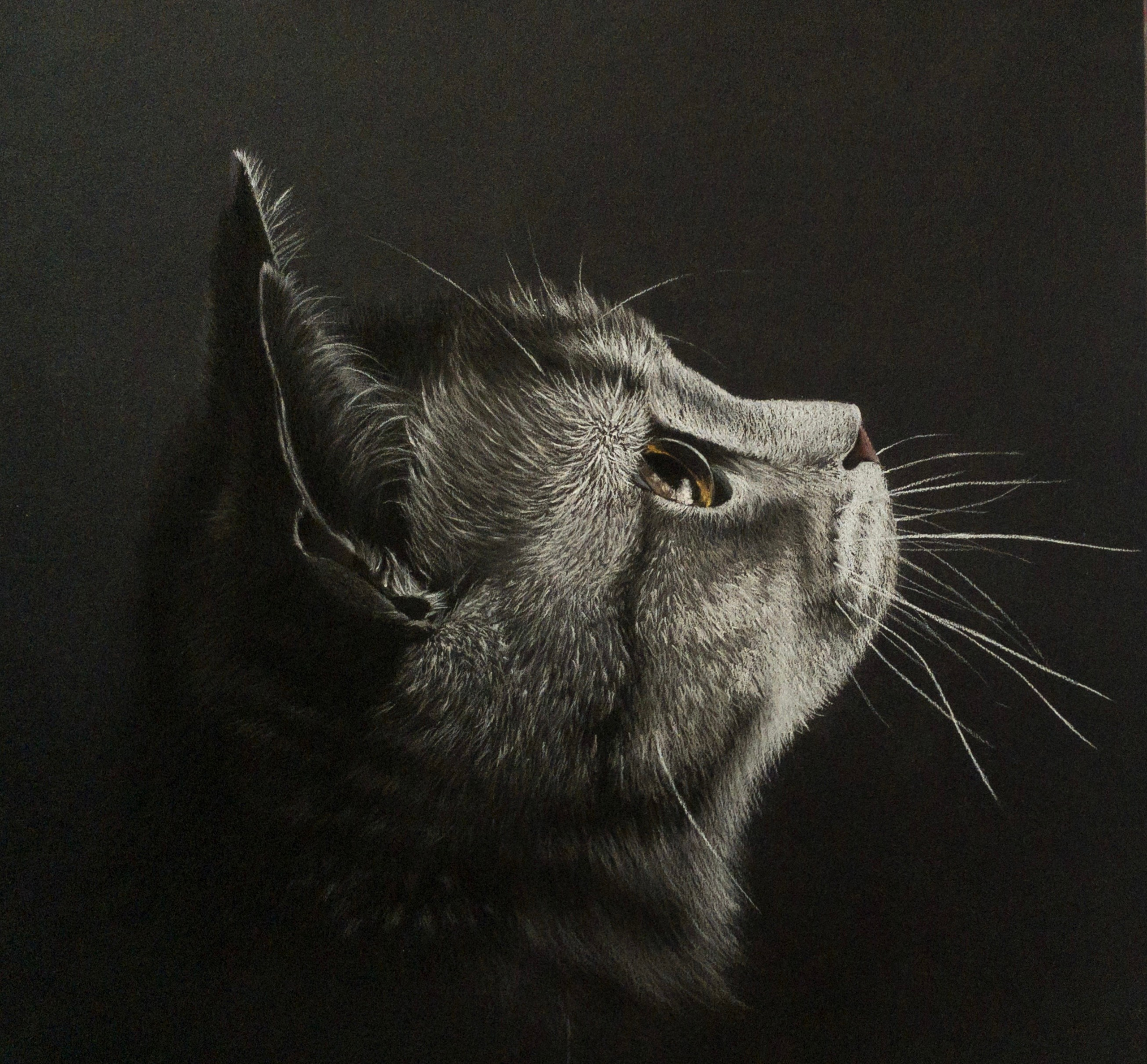 Анималистика. Контакты