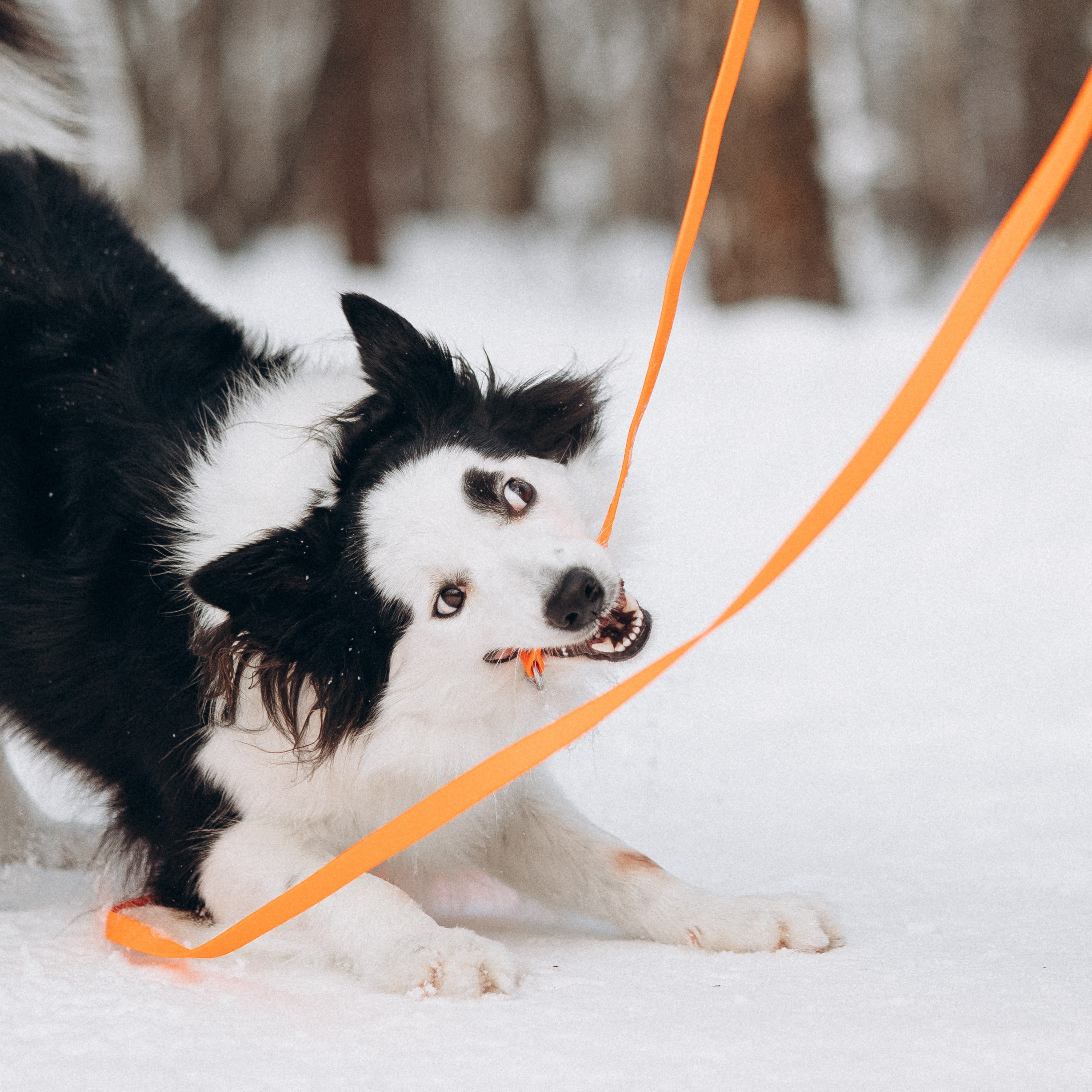Амуниция «Бобик» 2. Фотораф — анималист Мария Шистка