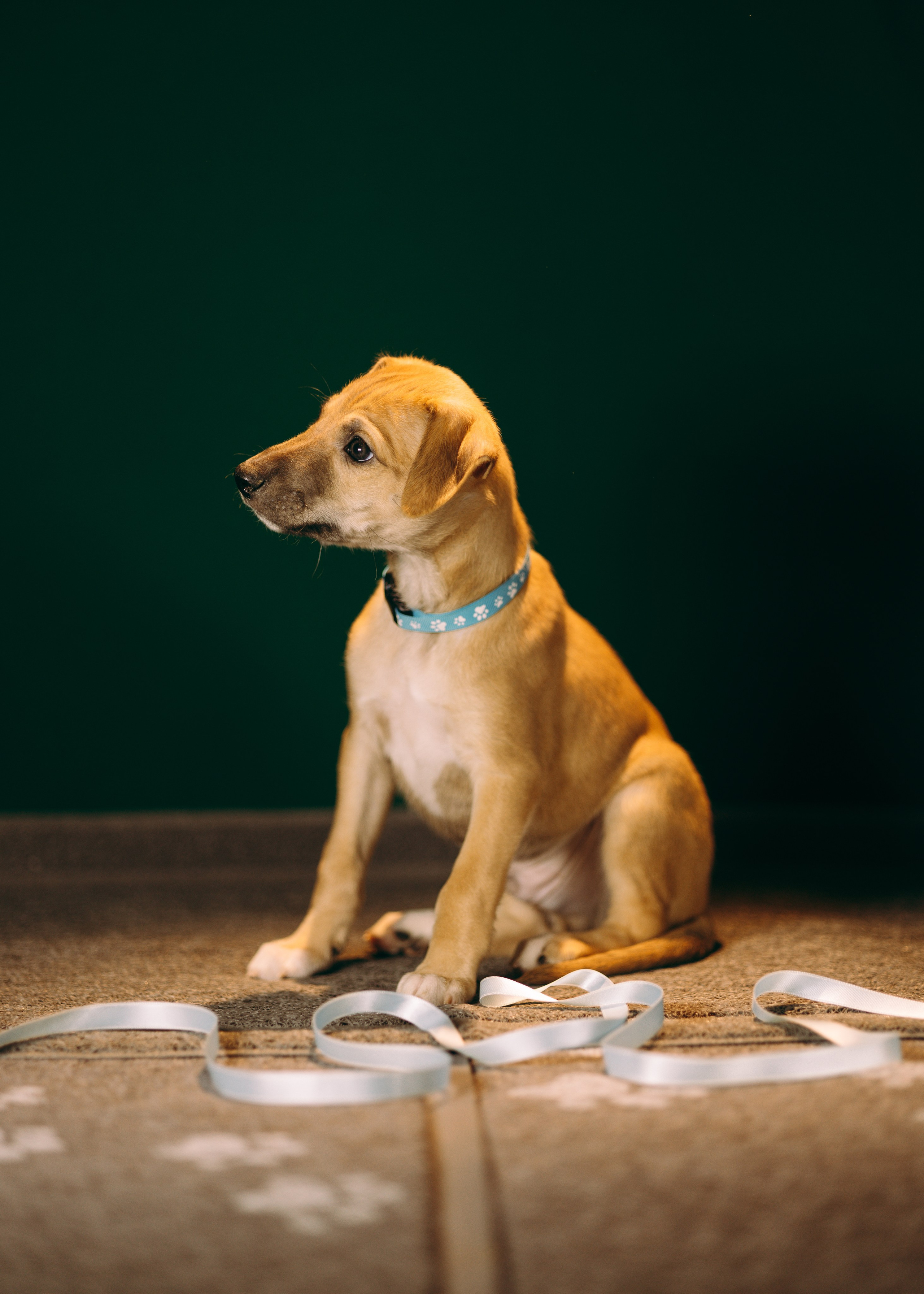 Щенки SL. Анна Самохина. Фотограф. Москва