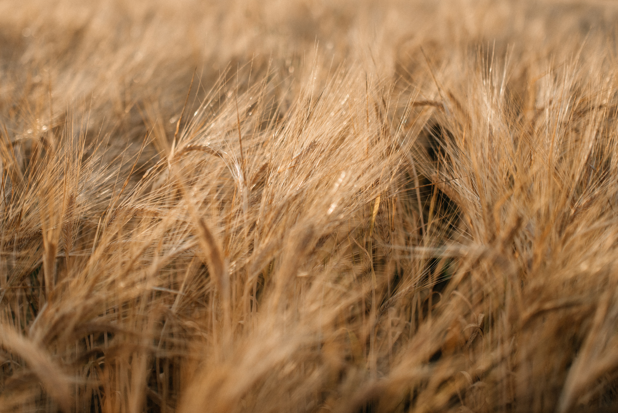 Света+Сергей+София+Влад. Костюшко Кристина — семейный и свадебный фотограф в Минске