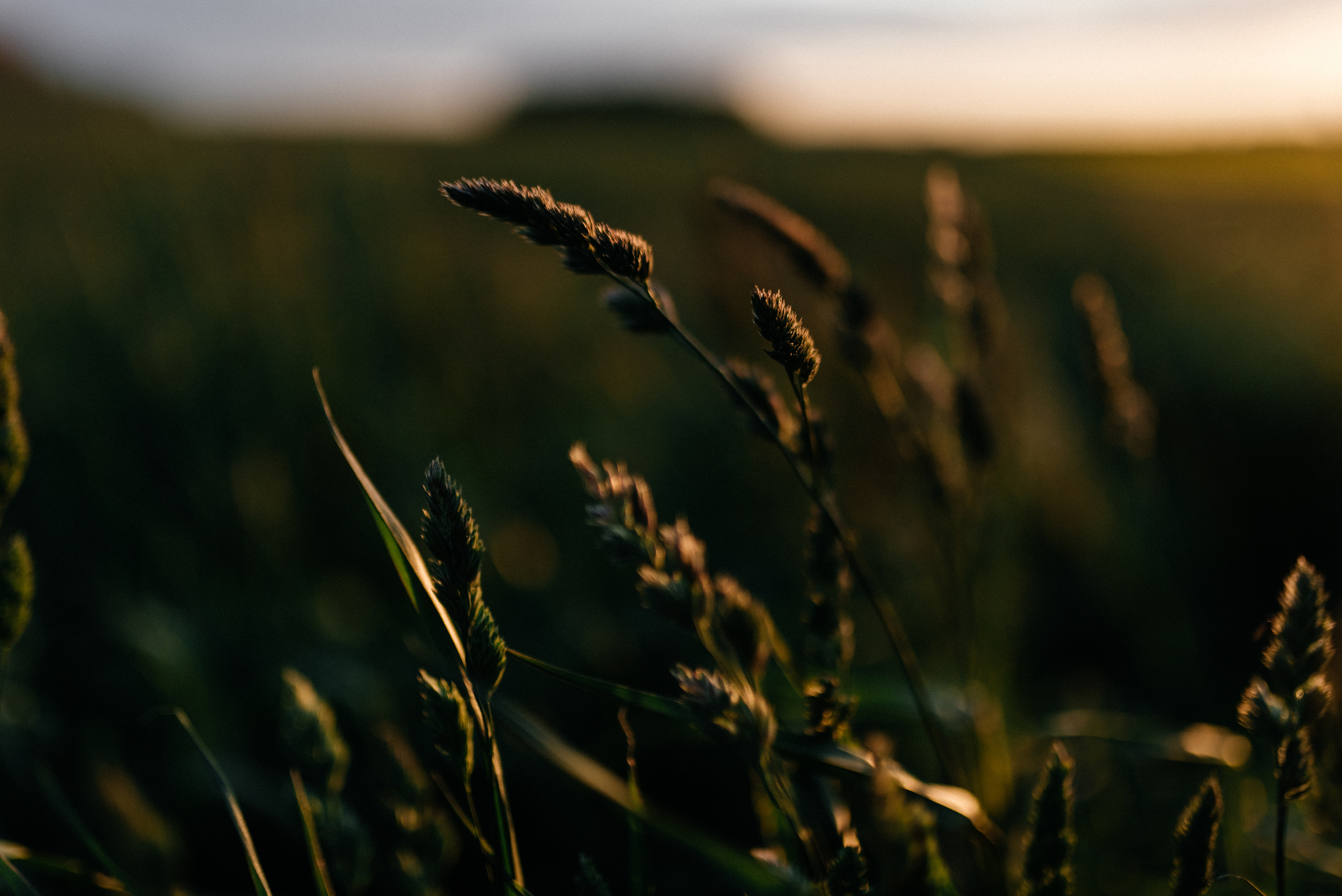 Катрин+Игнат. Костюшко Кристина — семейный и свадебный фотограф в Минске