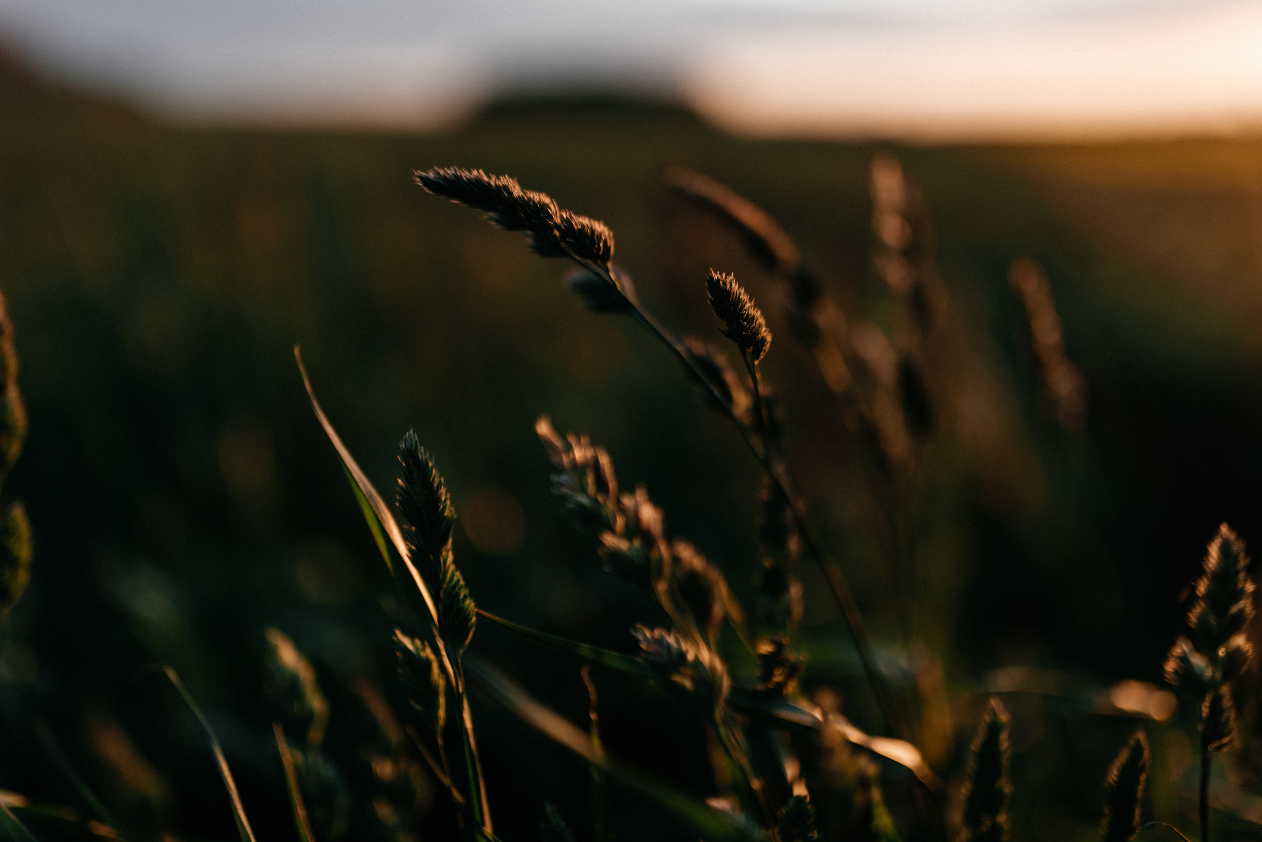 Катрин+Игнат. Костюшко Кристина — семейный и свадебный фотограф в Минске