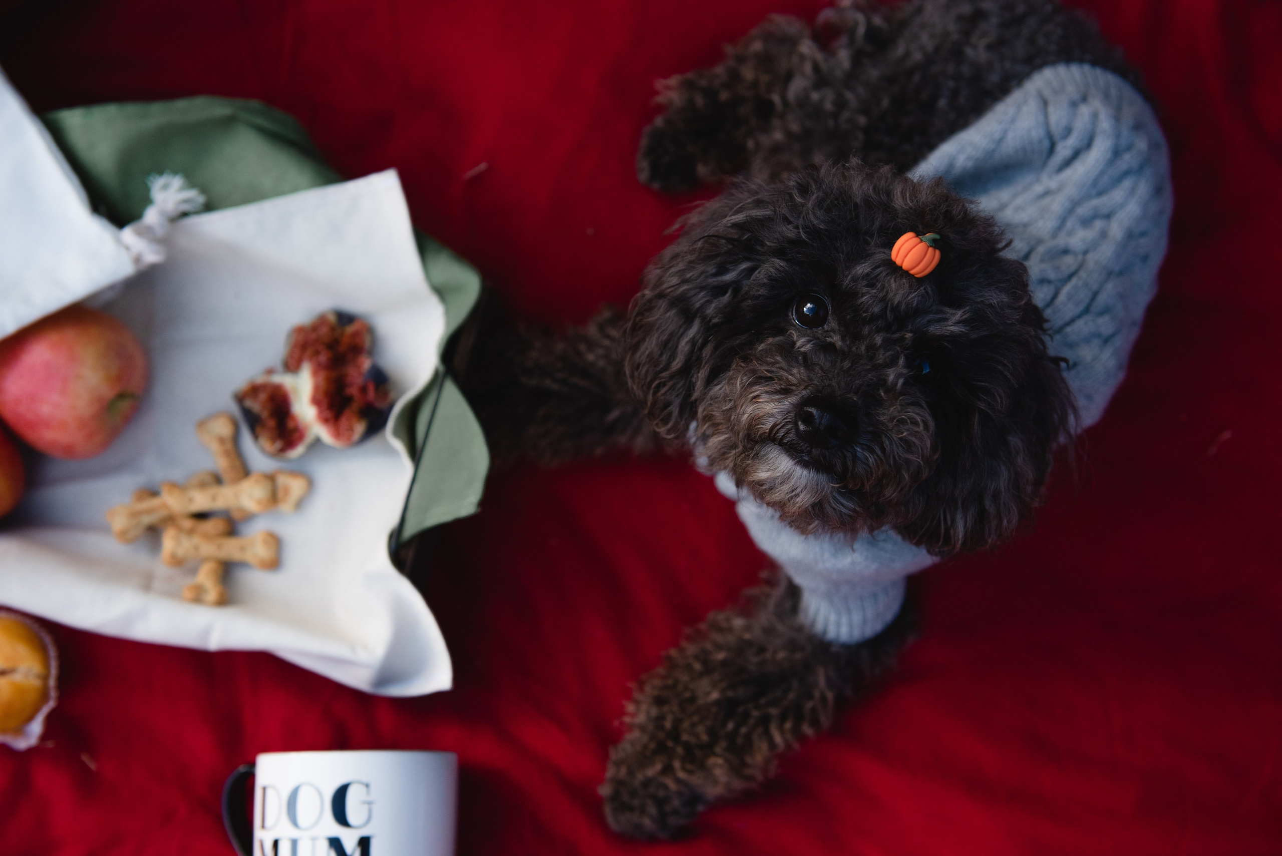 Pets. Фотограф в Москве Daria Lens