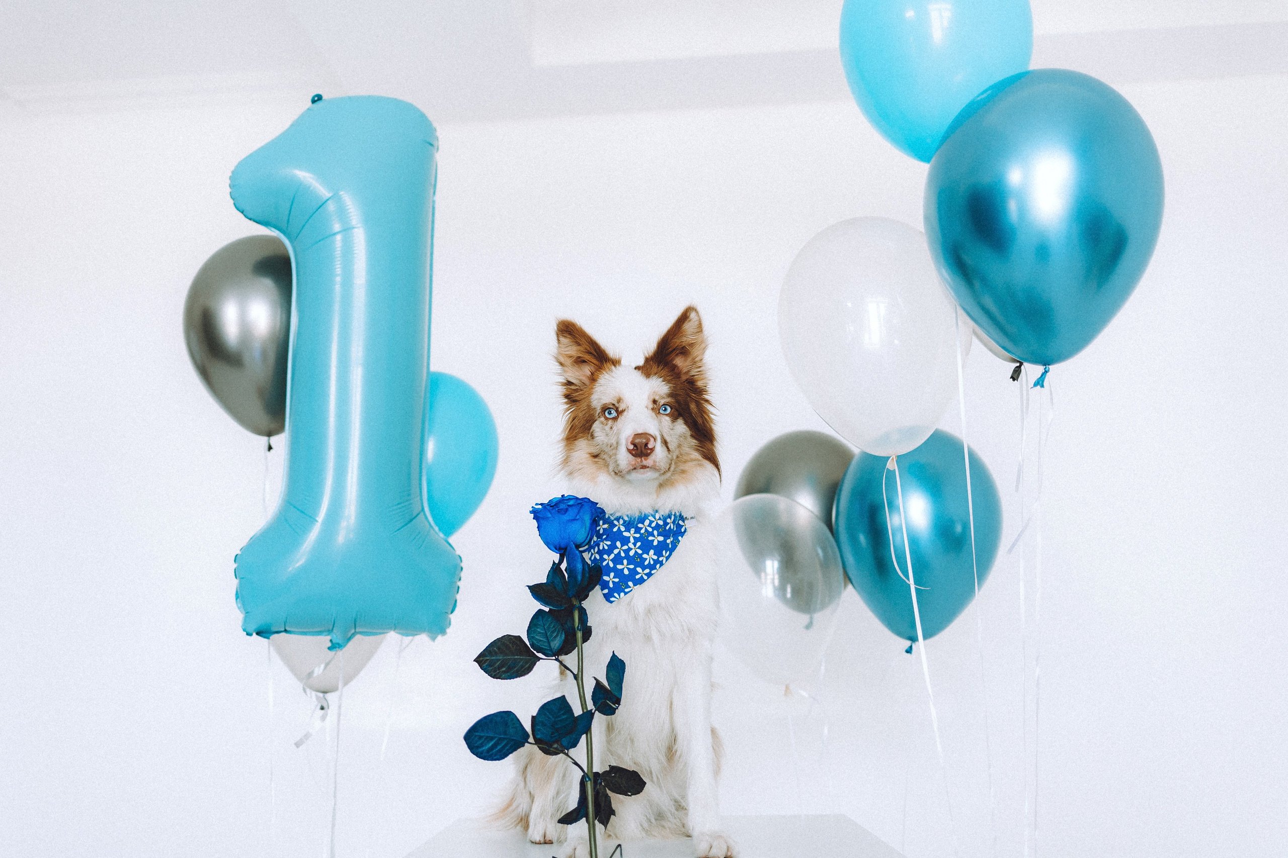 День рождения Айко