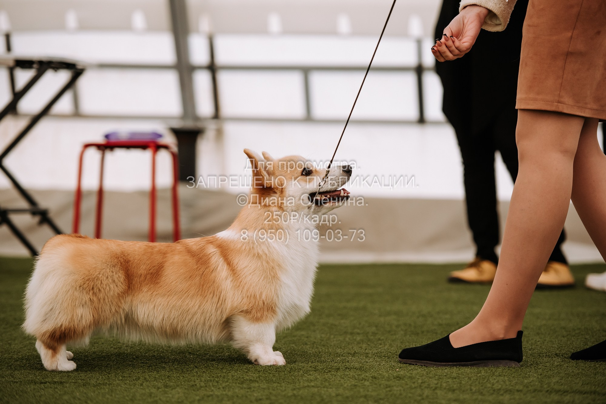 Выставка собак Красноярск 2.06. Фотограф Диана Оленина Красноярск / Братск