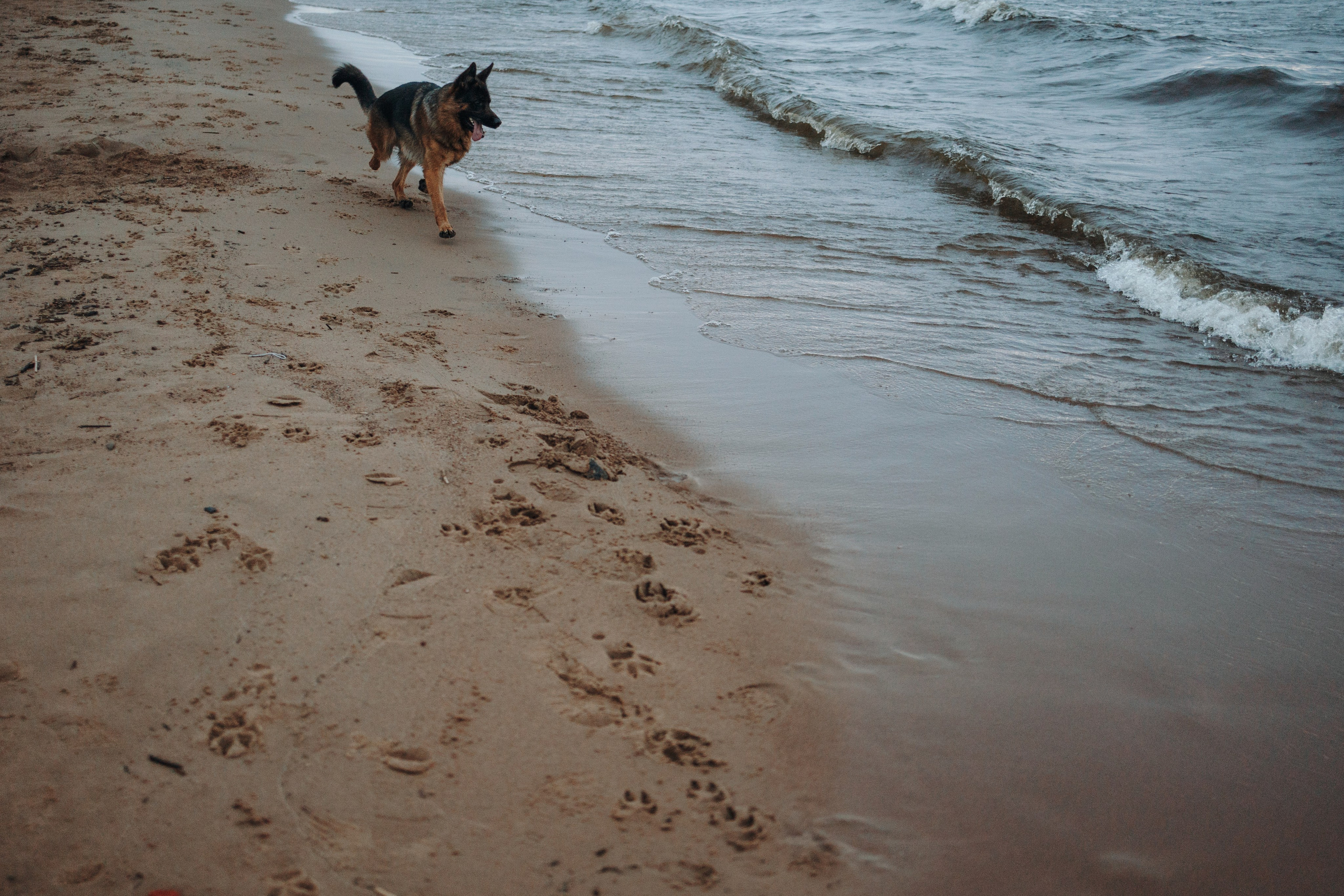 Катя и Агат. Фотограф — Анималист | Санкт-Петербург