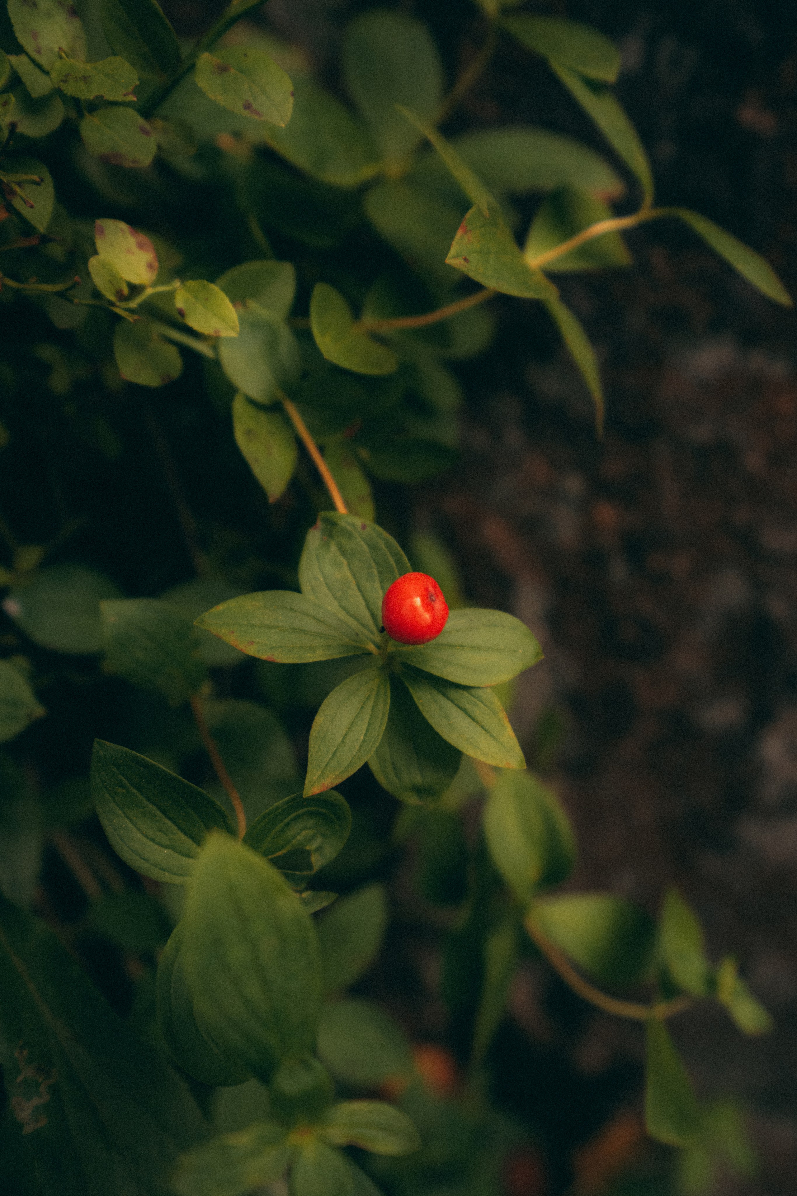 Мурманск. Фотограф Алиса Аспер