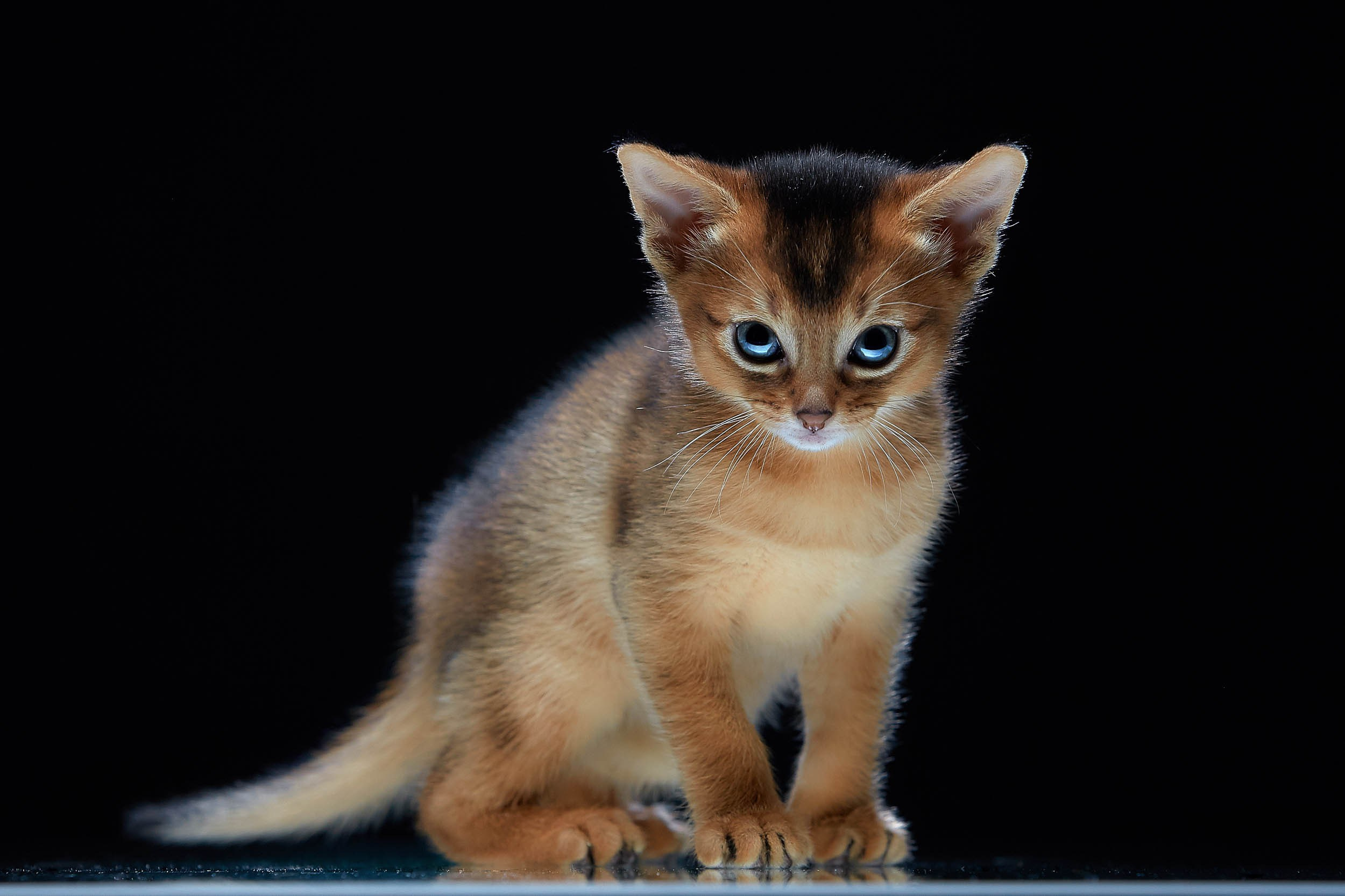 Фотопроекты и съемки на природе, с лошадьми, самолетами и авто. Выездная фотосессия. Фотограф, фотопроекты Михаила Семенова в Ярославле. Фотошкола