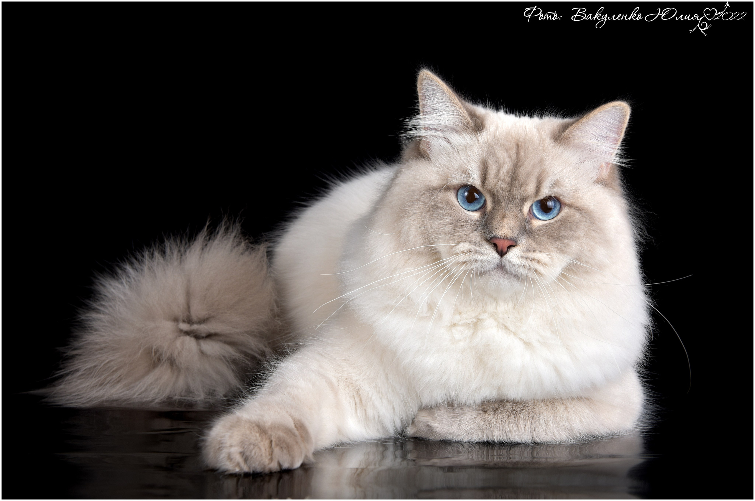 Взрослые. Фотограф анималист | семейный Юлия Вакуленко, г. Краснодар