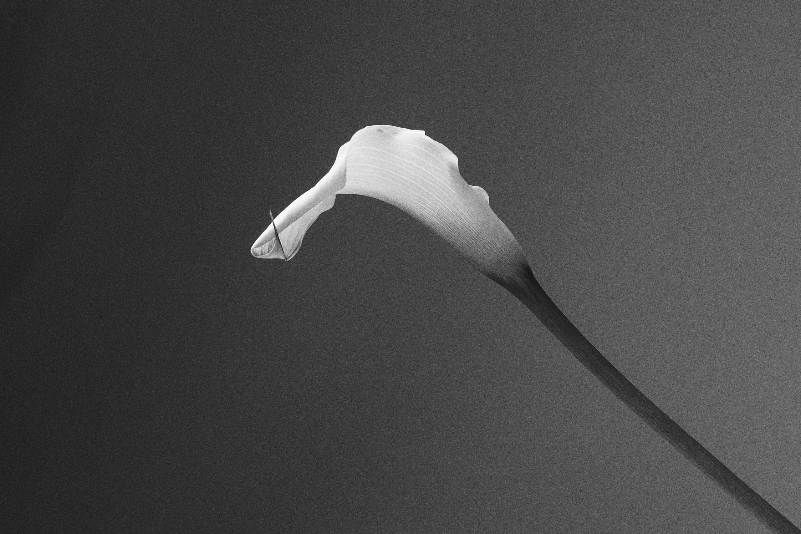 Женский портрет. Фотограф Надежда Луковкина Москва