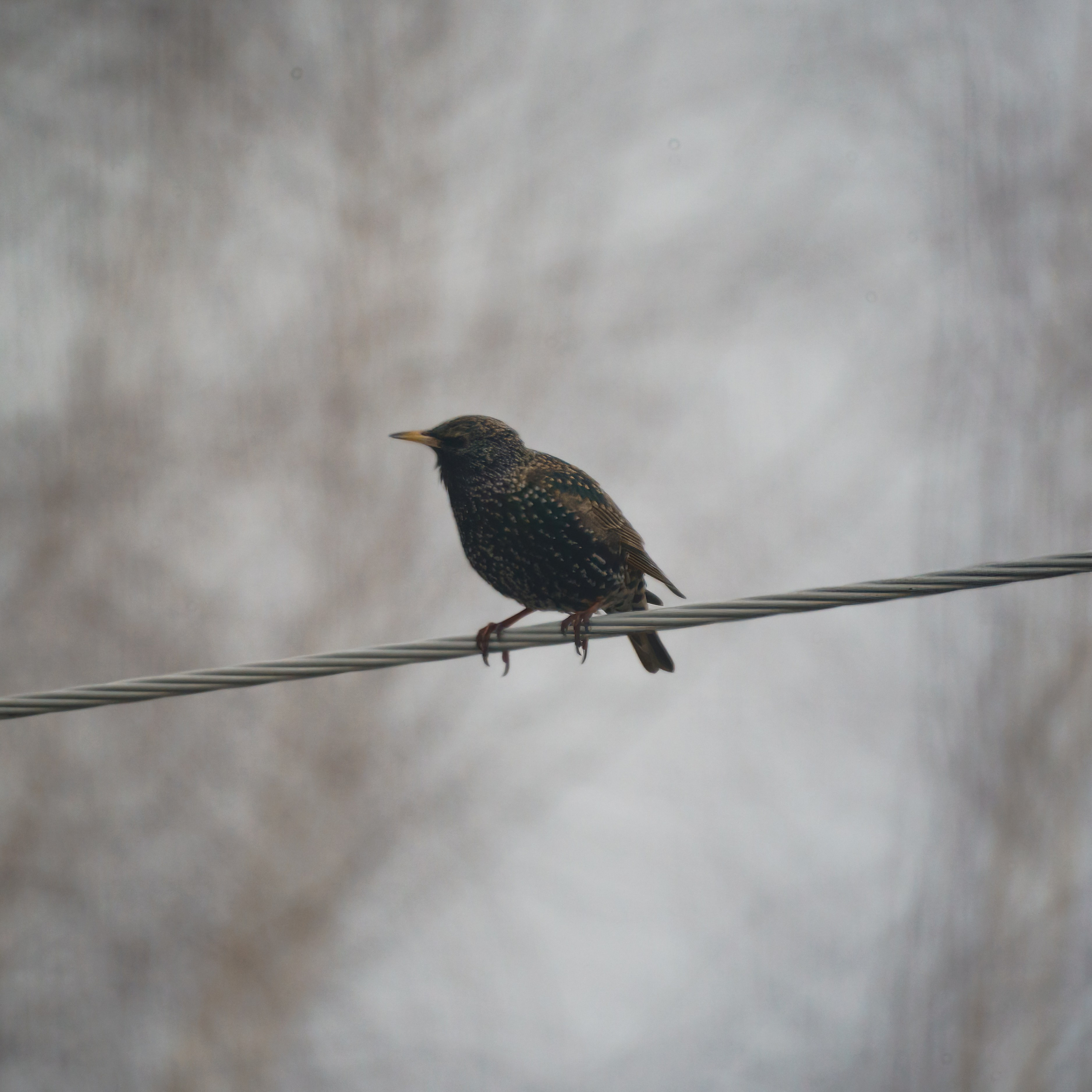 Animals — Животные