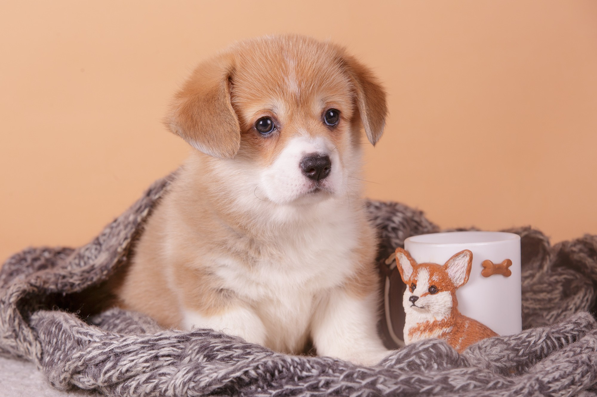 Фотосъёмки щенков. Фотограф-анималист Natalia Deingel | Фотосъемка собак в Москве