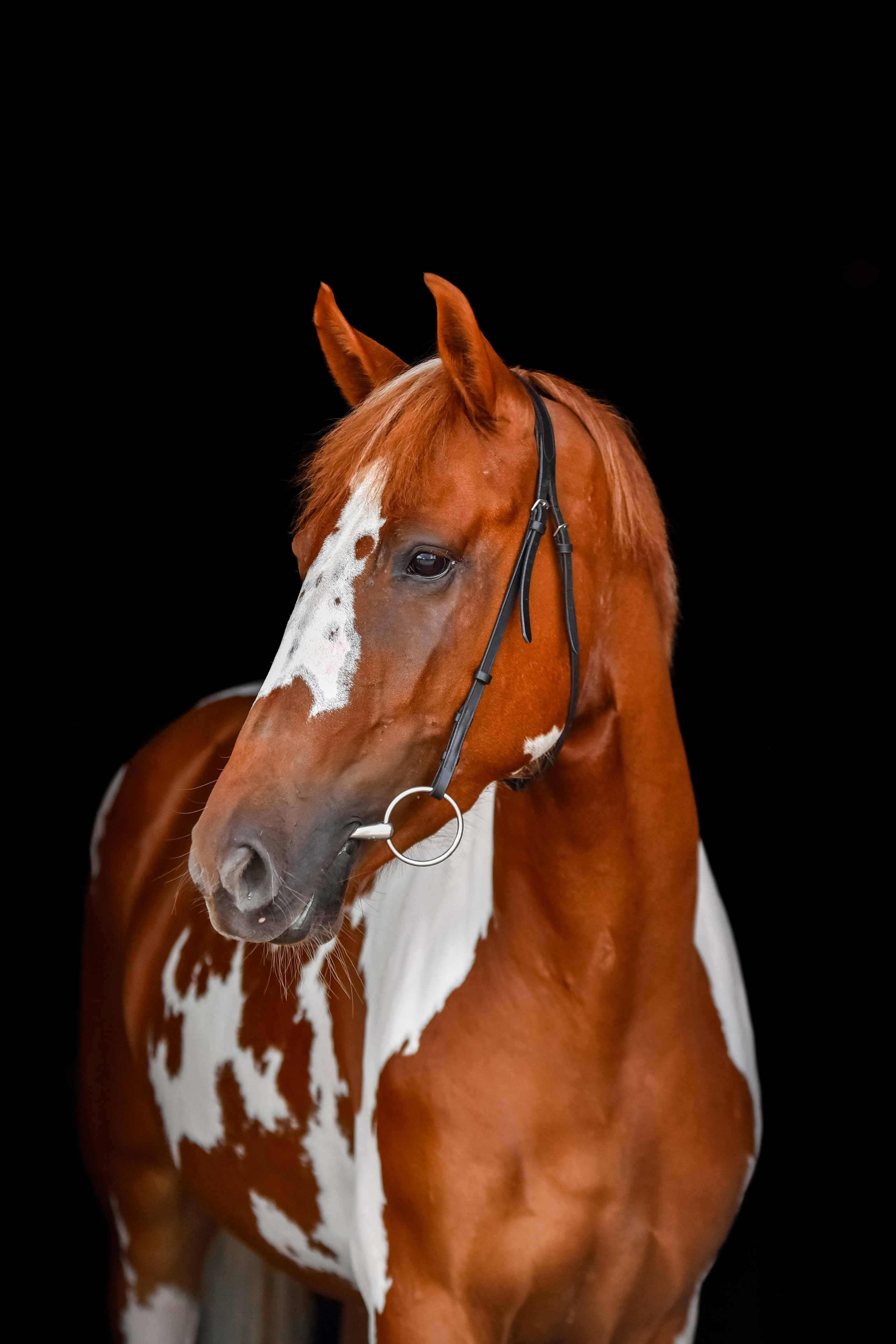Лошади на свободе, съемка лошадей, экстерьерная съемка, фотосессия