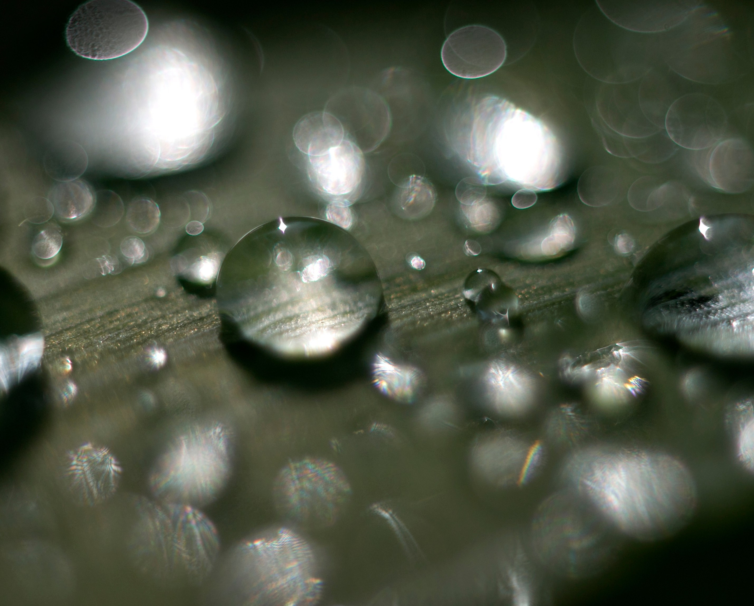 Макро. Фотограф Лагутин Анатолий