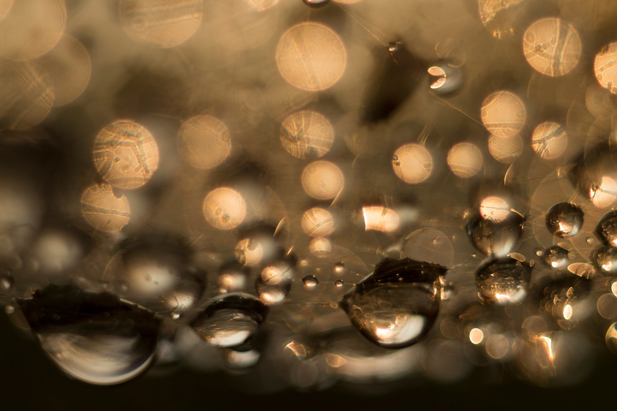 Макро. Фотограф Лагутин Анатолий