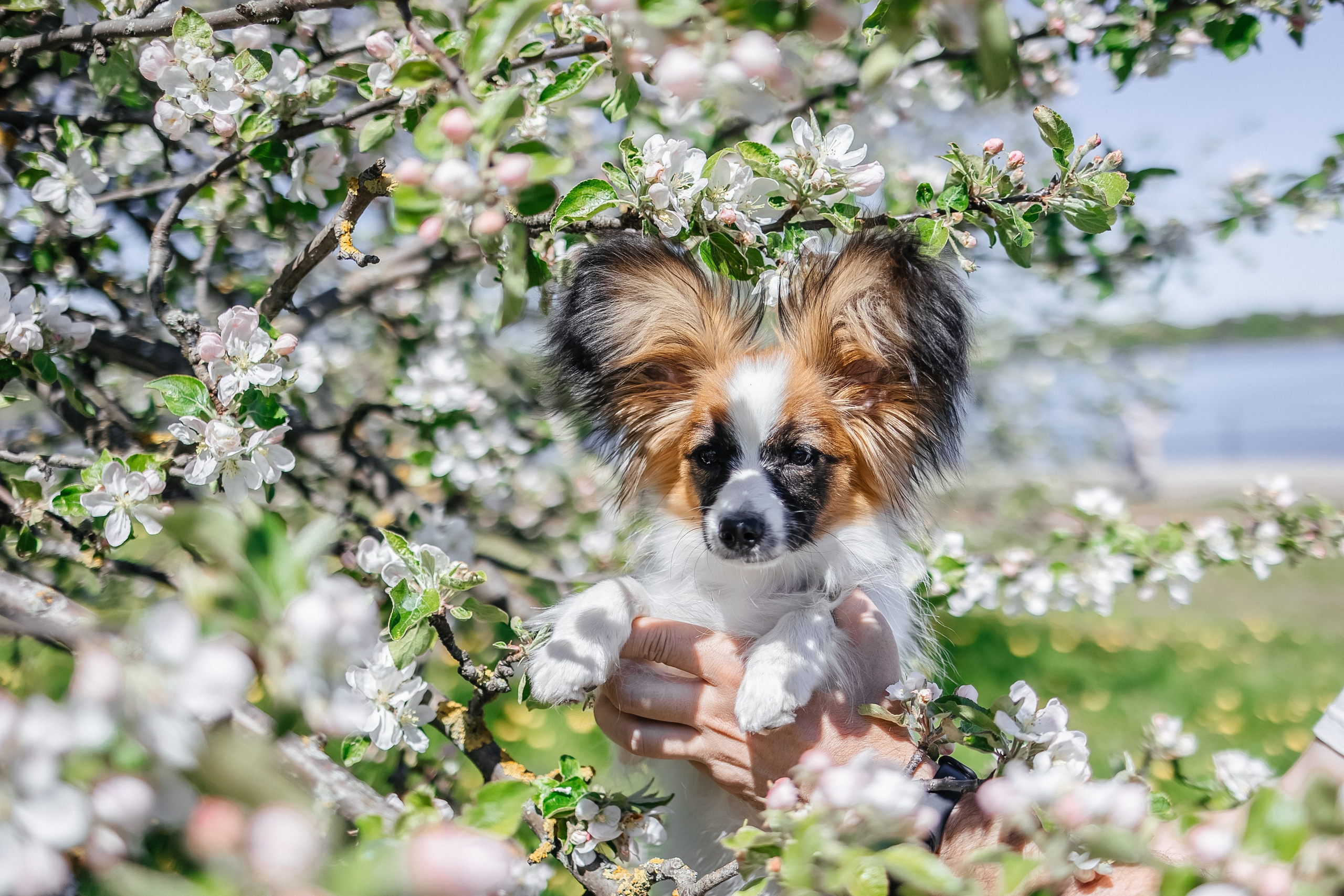 Хьюстон. Фотограф анималист Аня Ливанова | Рыбинск