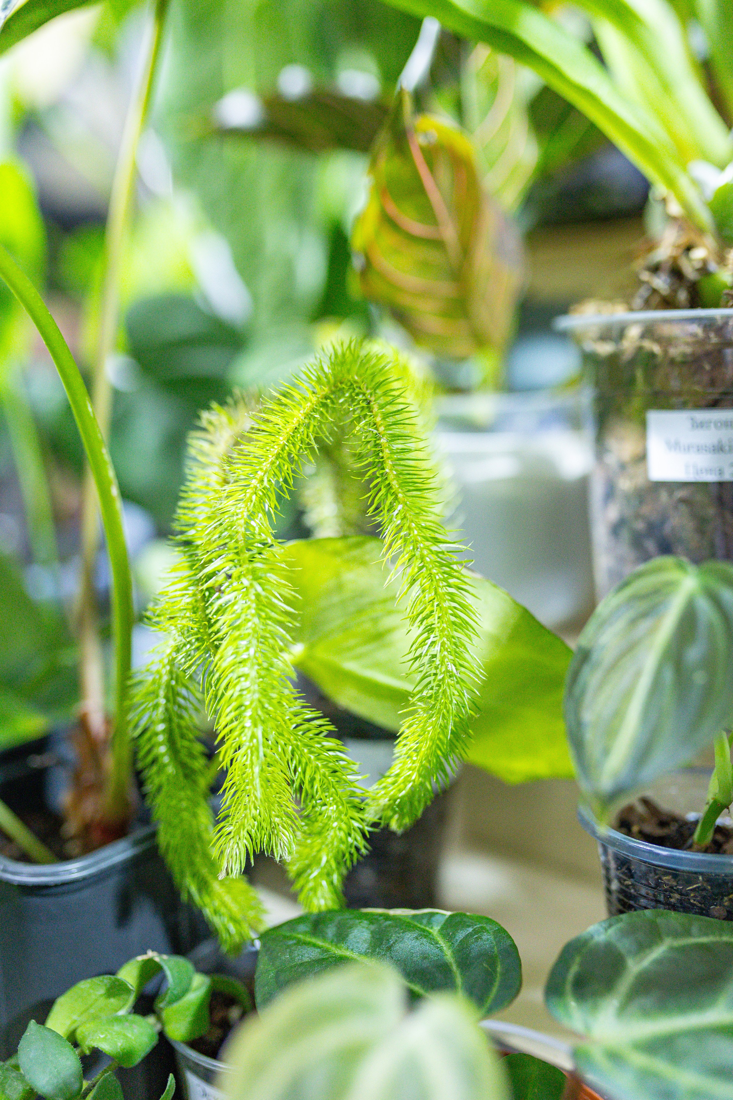 Орхидиум май 2025. Александра Куликова фотограф, Москва