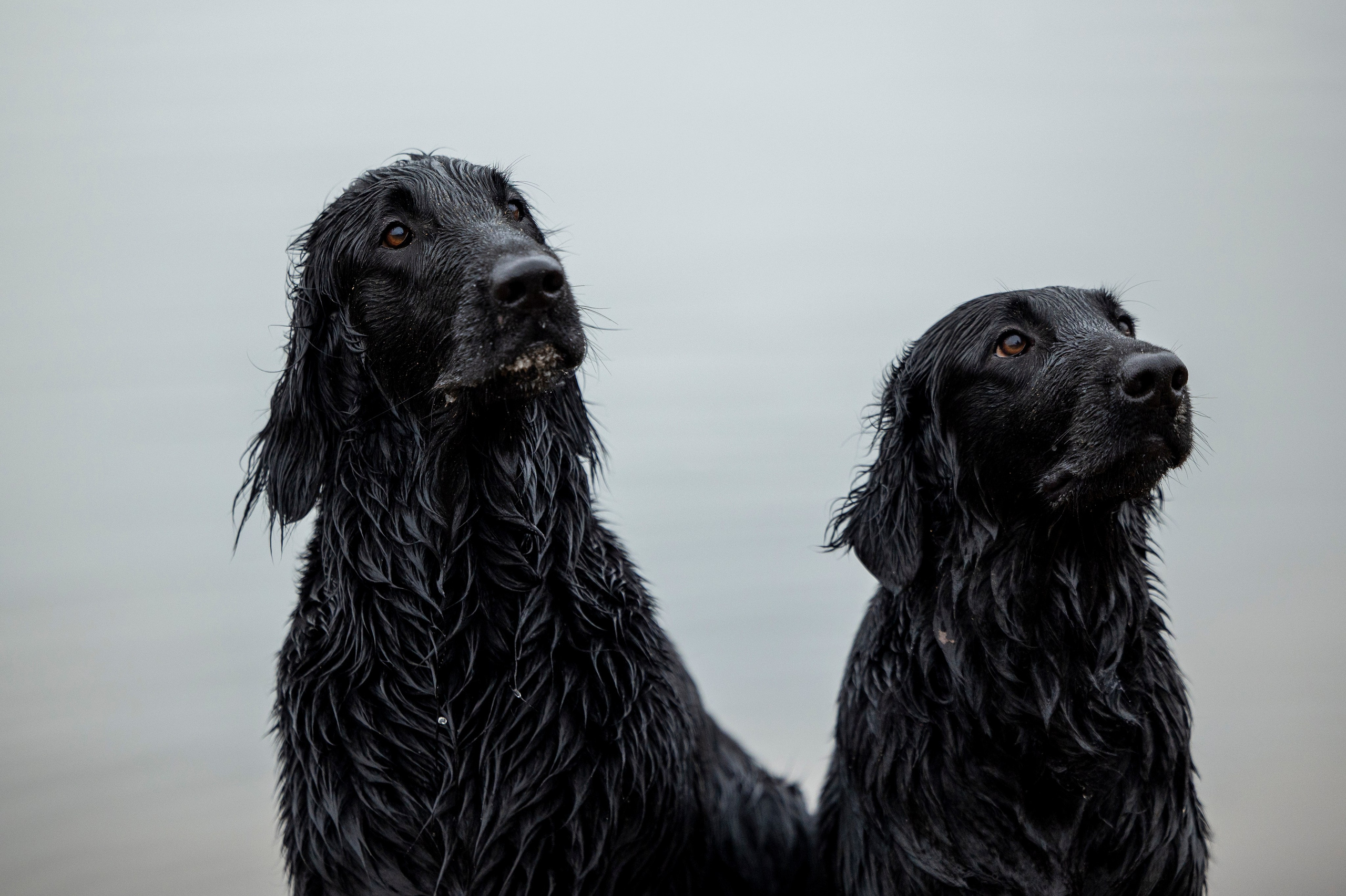 Ора, Ева, Рози и их семья. Фотограф — Анималист | Санкт-Петербург