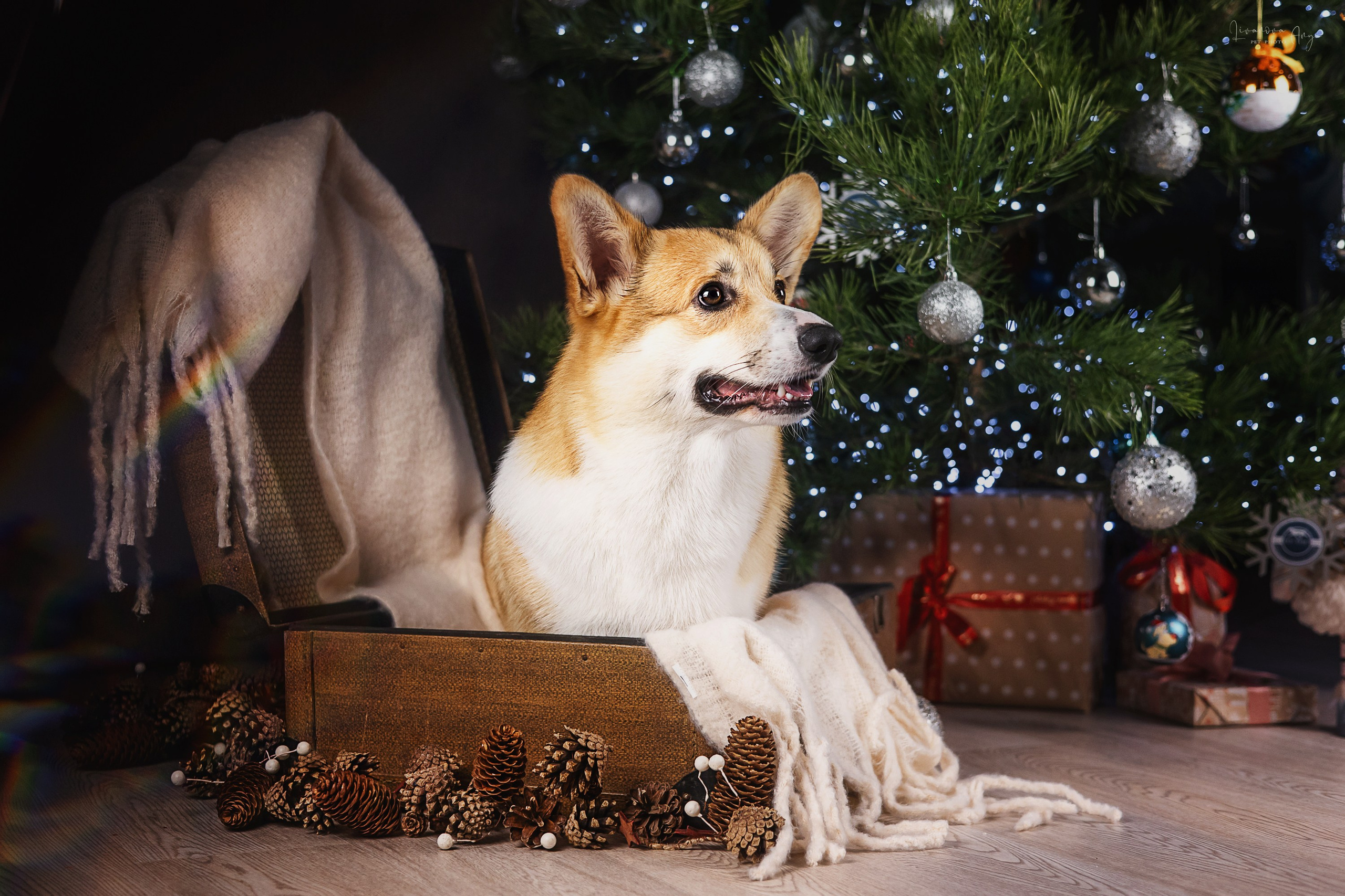 Фотодень_1 2025. Фотограф анималист Аня Ливанова | Рыбинск