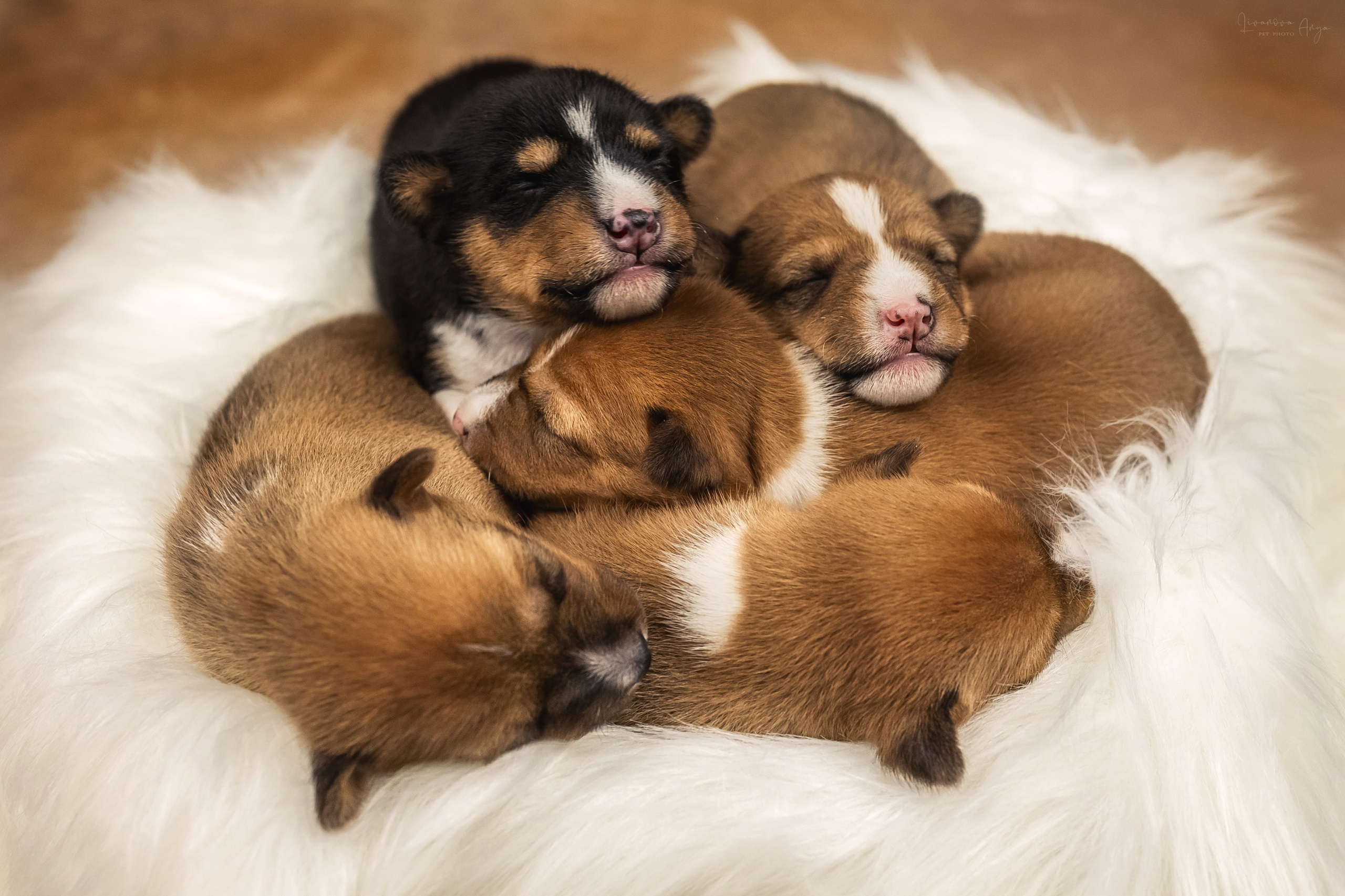 Басеньки. Фотограф анималист Аня Ливанова | Рыбинск