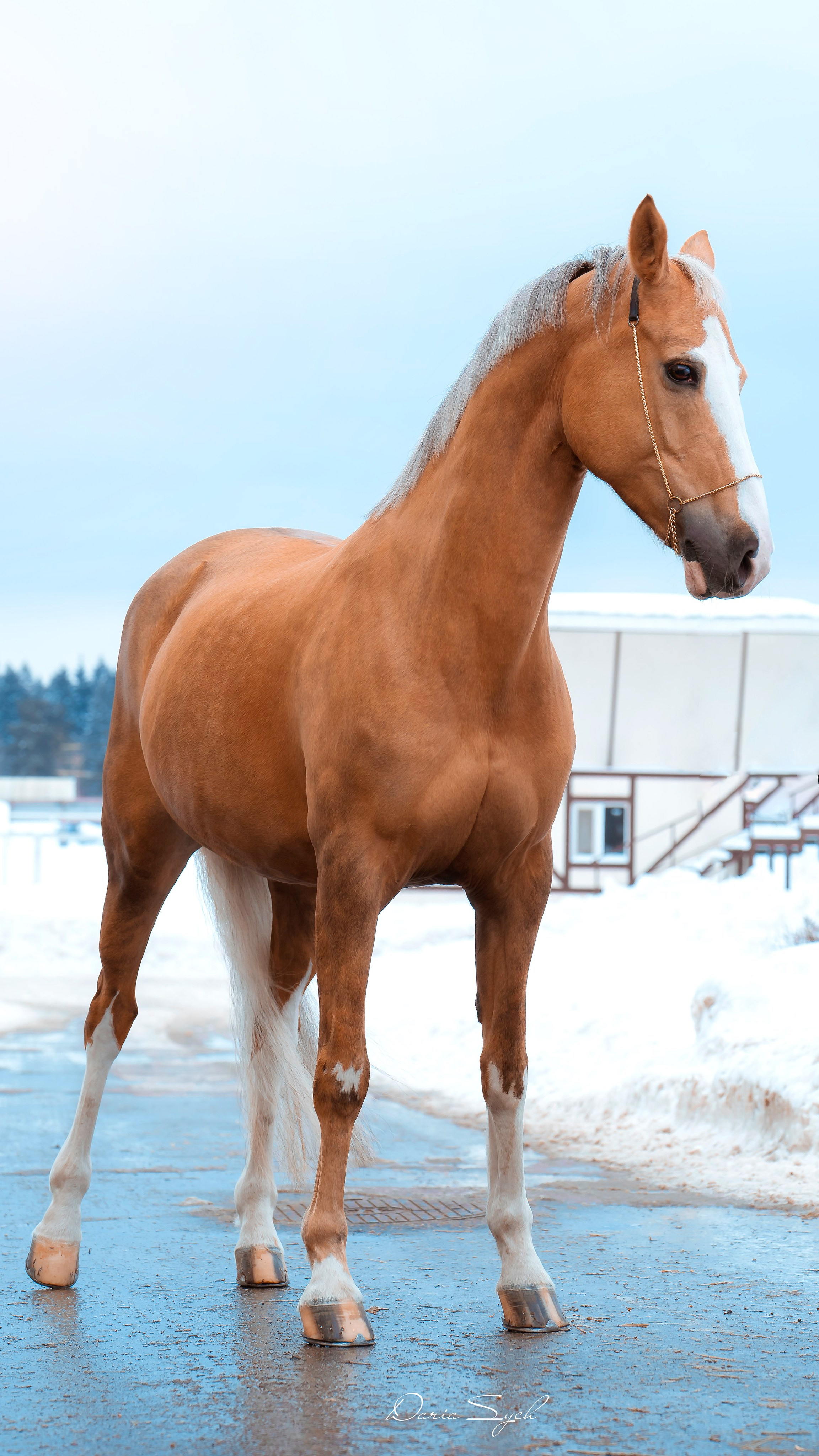 Ранняя весна. Фотограф Дарья Соколовская