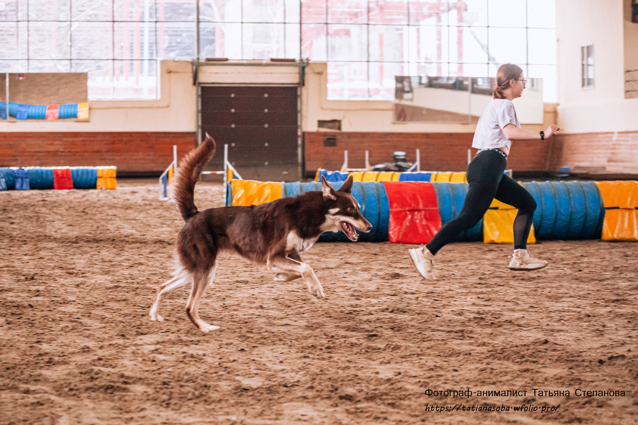 Соревнования по Аджилити 25.02.2024. Фотограф-анималист Татьяна Степанова