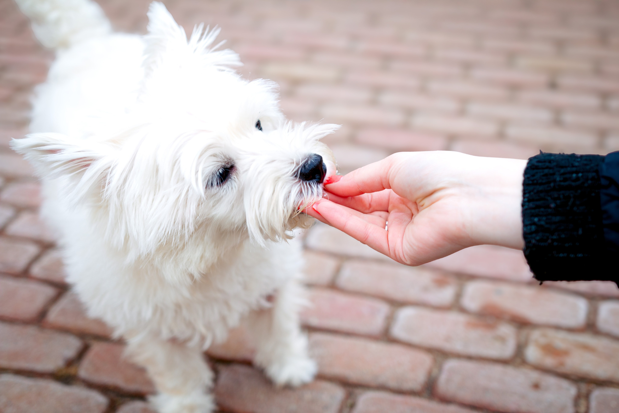 Фотосессия с щенком Минск