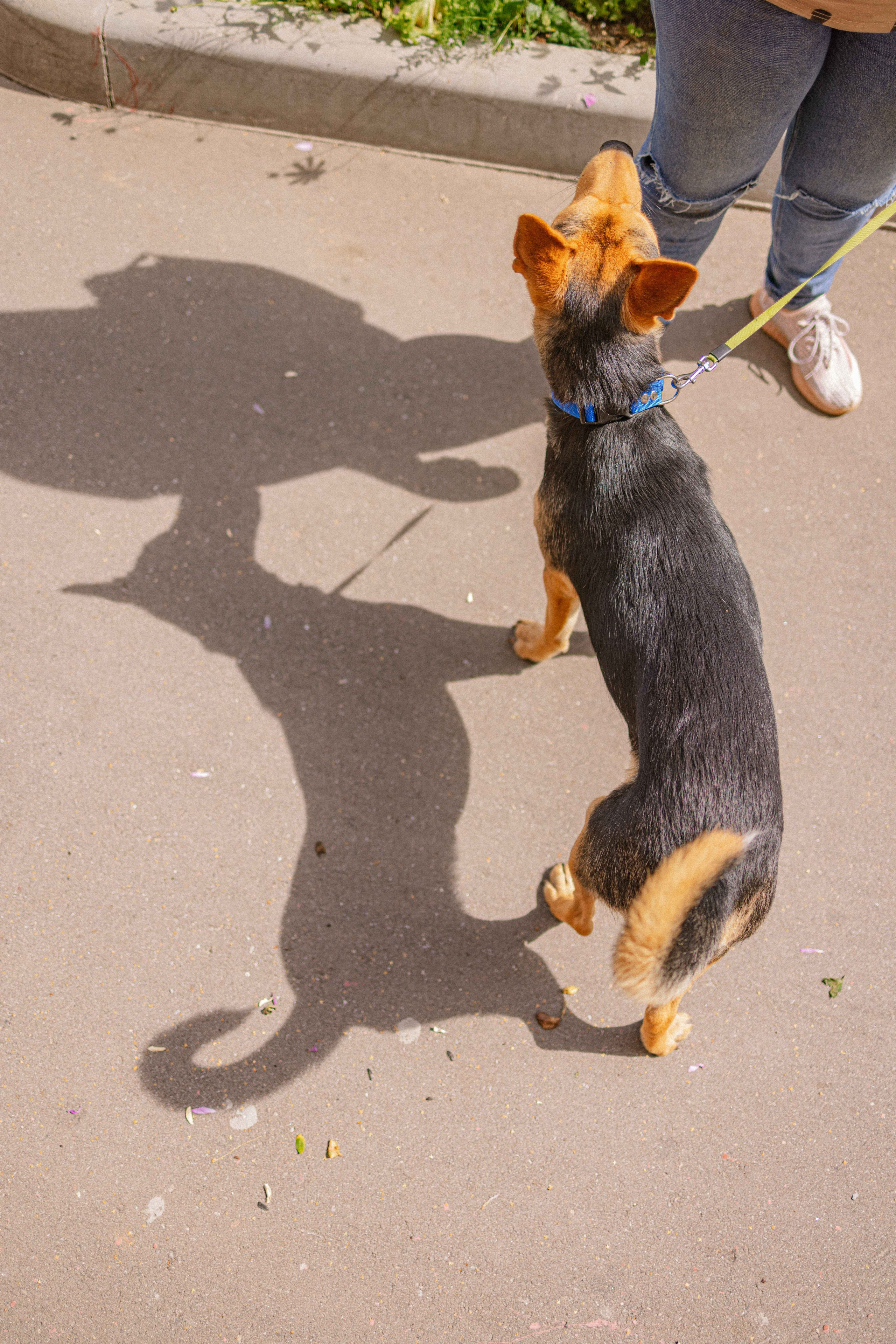 Джеки. Фотограф-анималист в Москве Лера Черноног