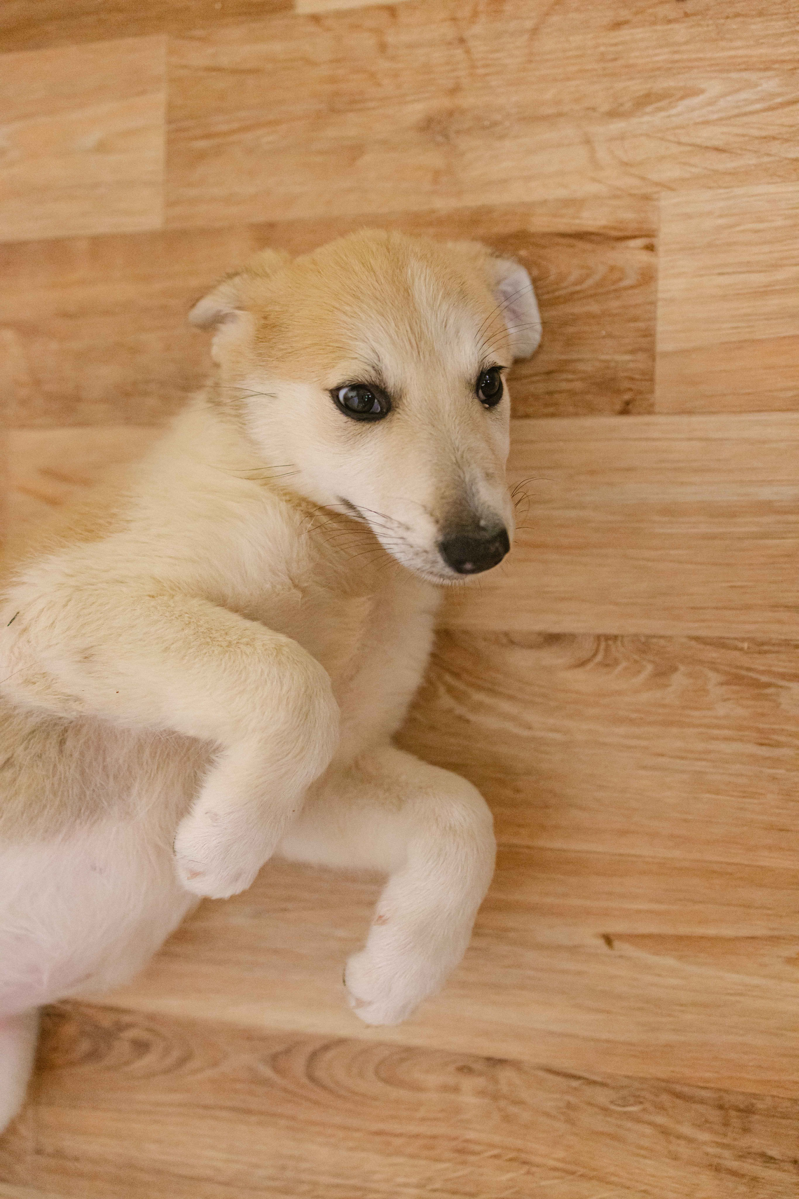 Щеночки на кухне. Фотограф-анималист в Москве Лера Черноног