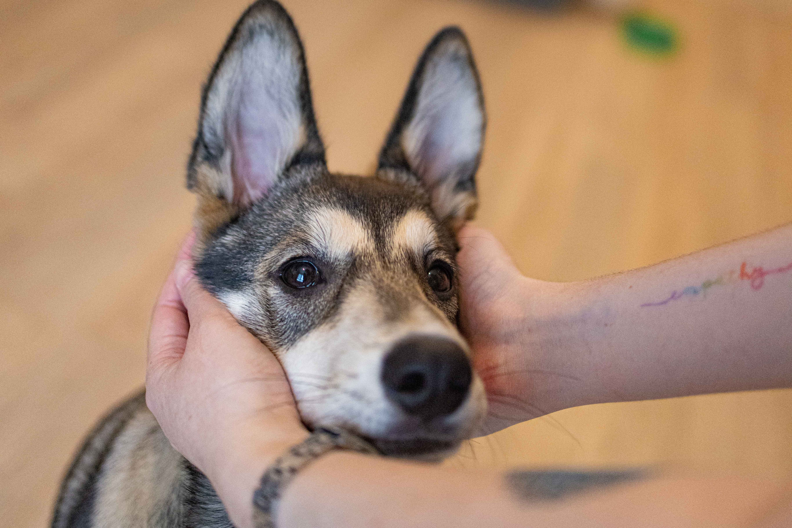 Шами. Фотограф-анималист в Москве Лера Черноног