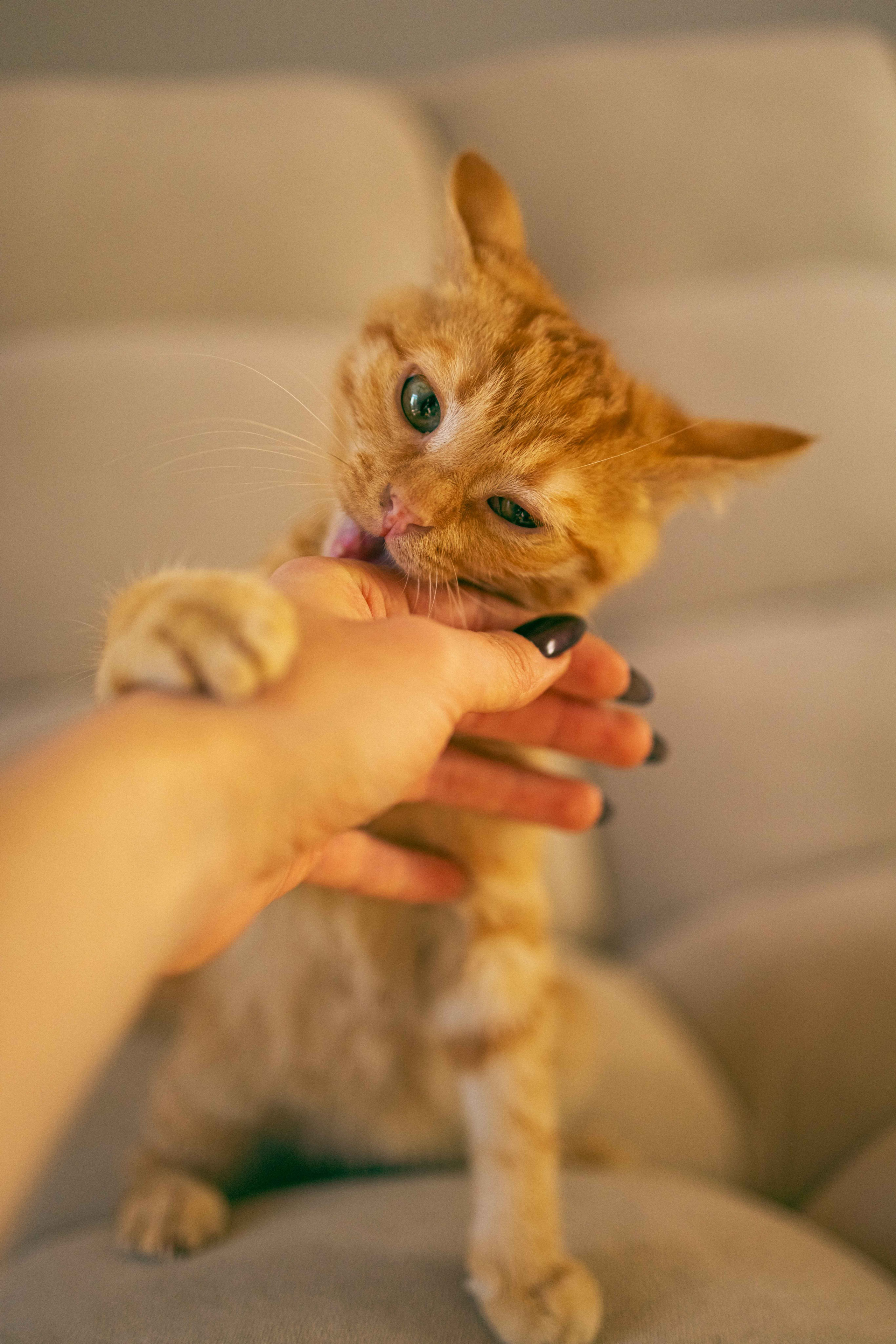 Кускус. Фотограф-анималист в Москве Лера Черноног