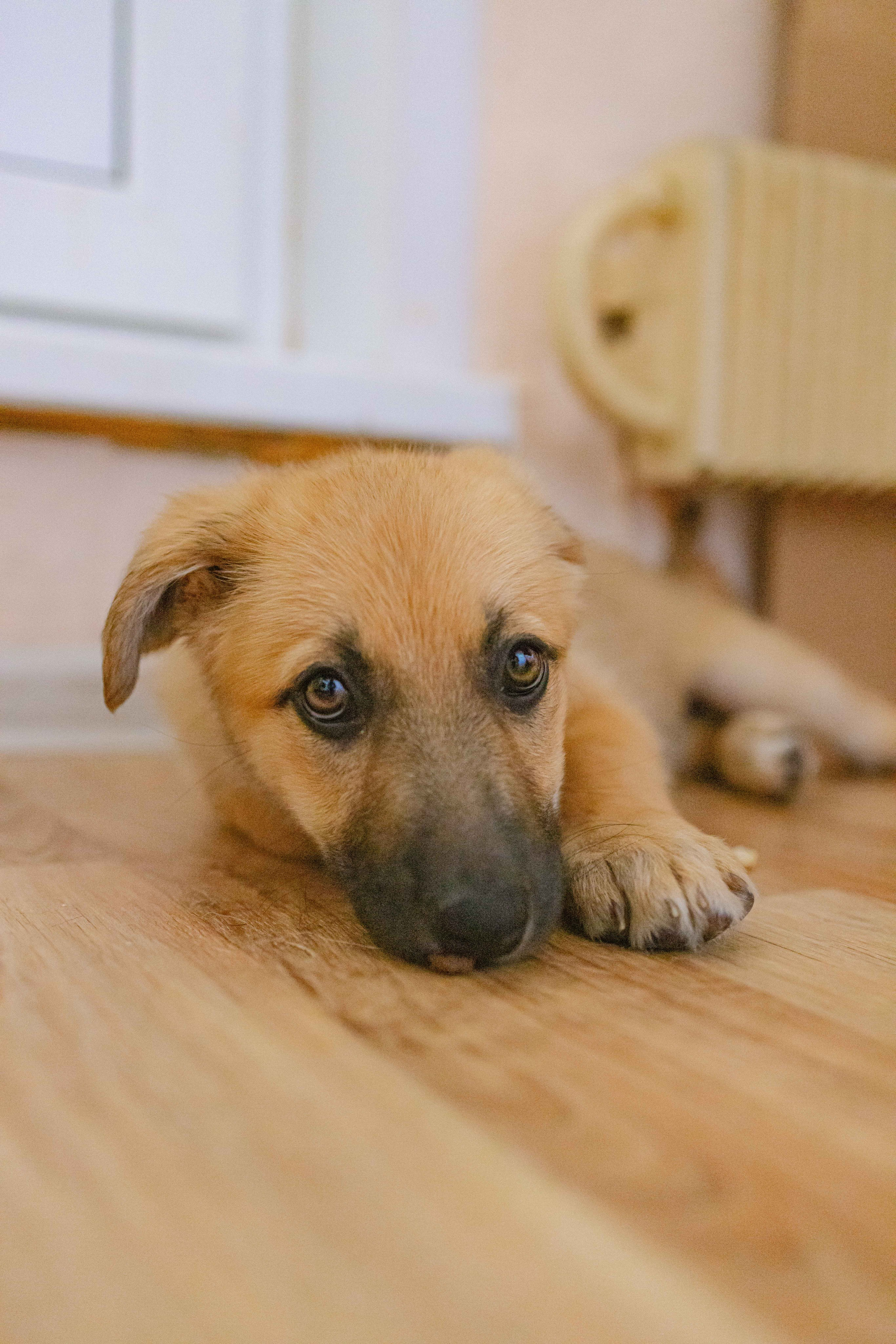 Щеночки на кухне. Фотограф-анималист в Москве Лера Черноног