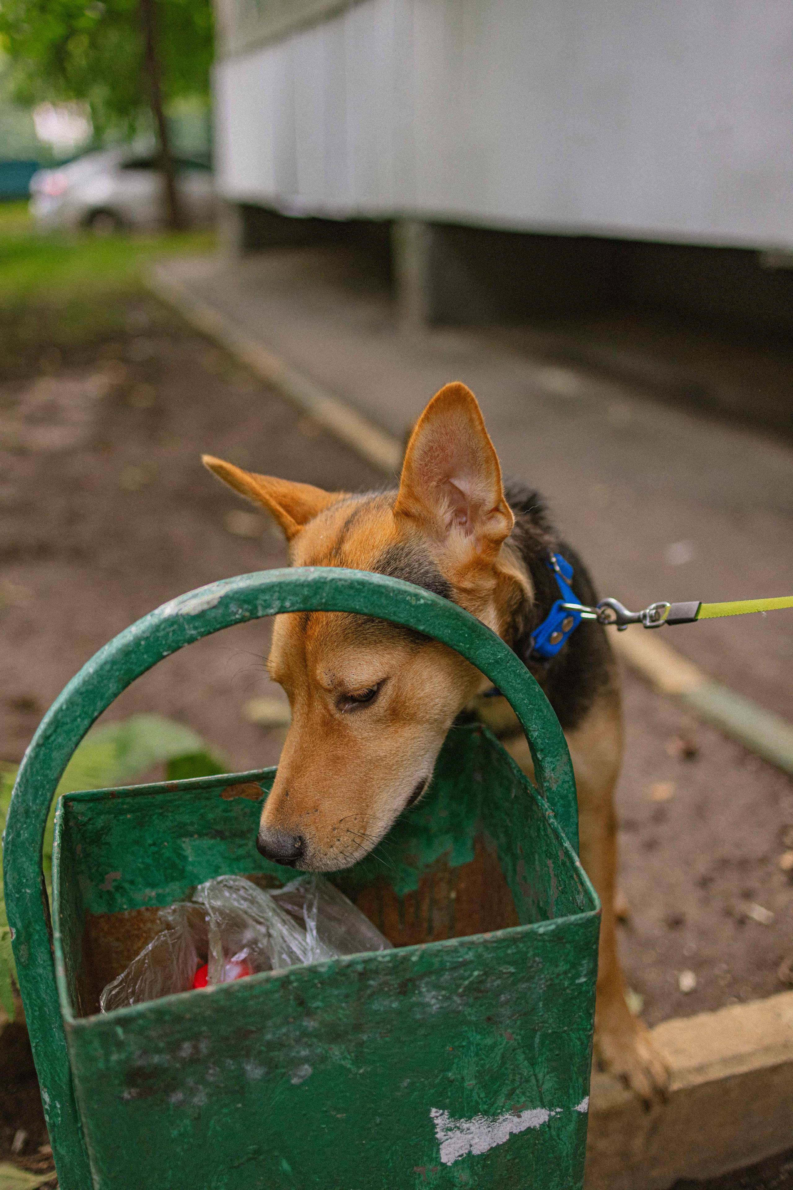 Джеки. Фотограф-анималист в Москве Лера Черноног