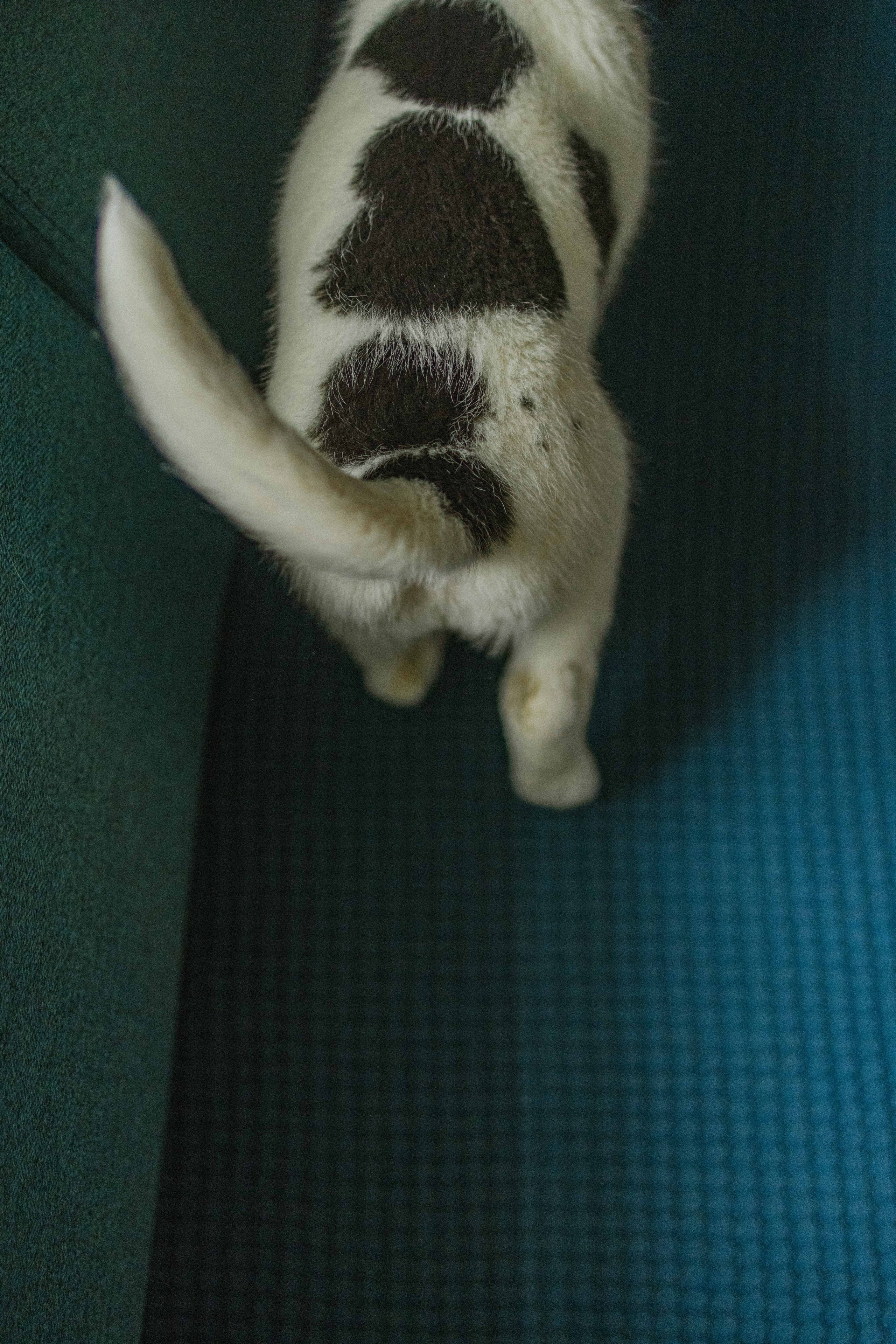 Щеночки. Фотограф-анималист в Москве Лера Черноног