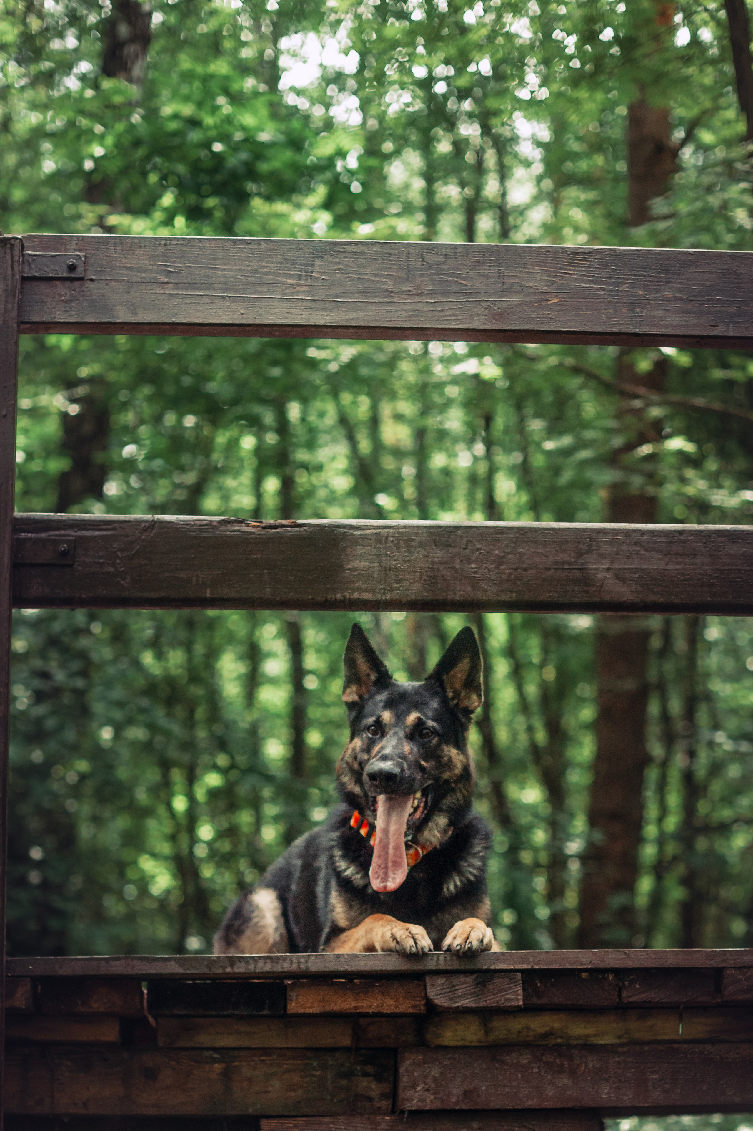 Лесная летняя фотопрогулка. Фотограф-анималист Татьяна Степанова