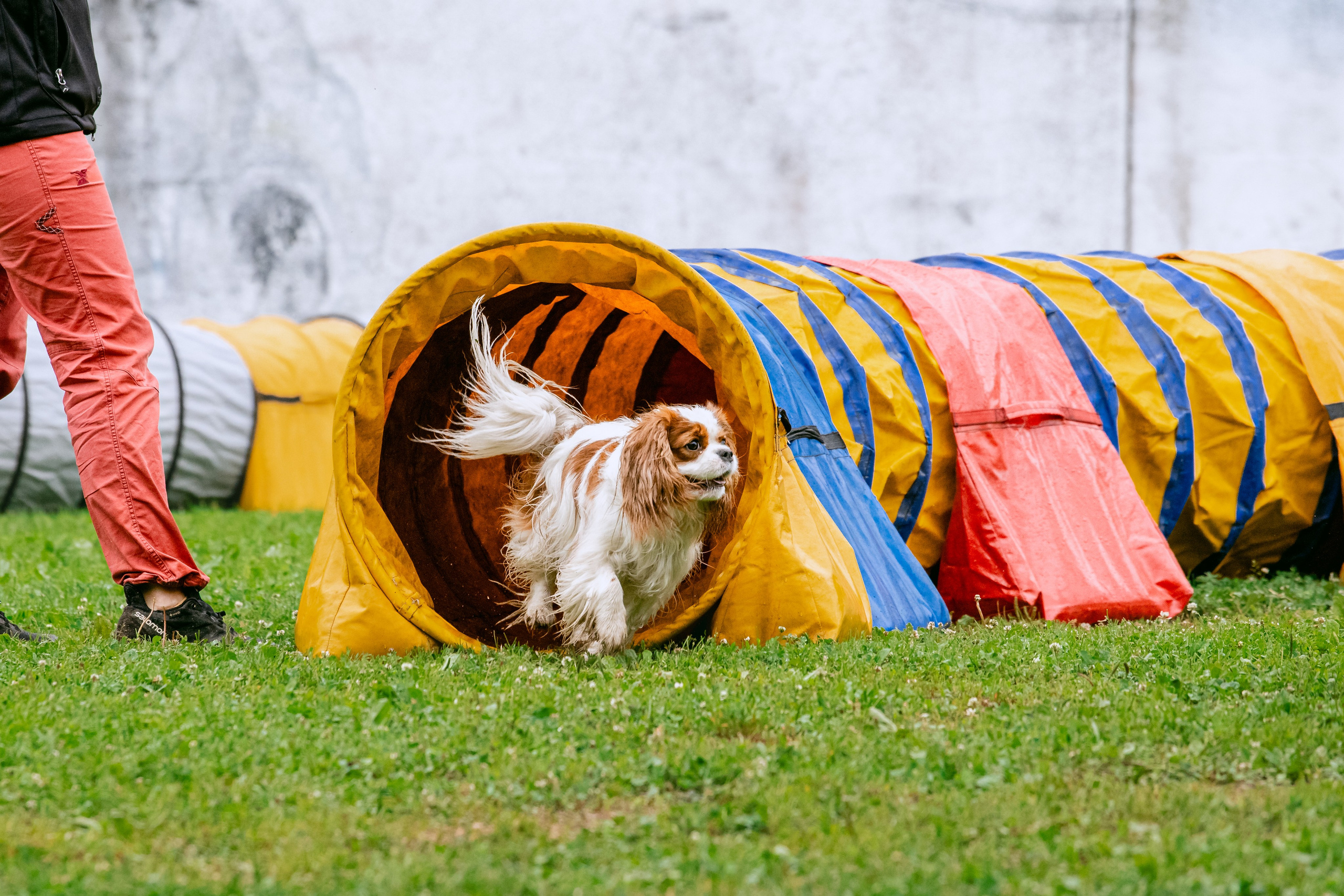 Соревнования по аджилити Долгопрудный 30.06.2025. Фотограф-анималист Татьяна Степанова