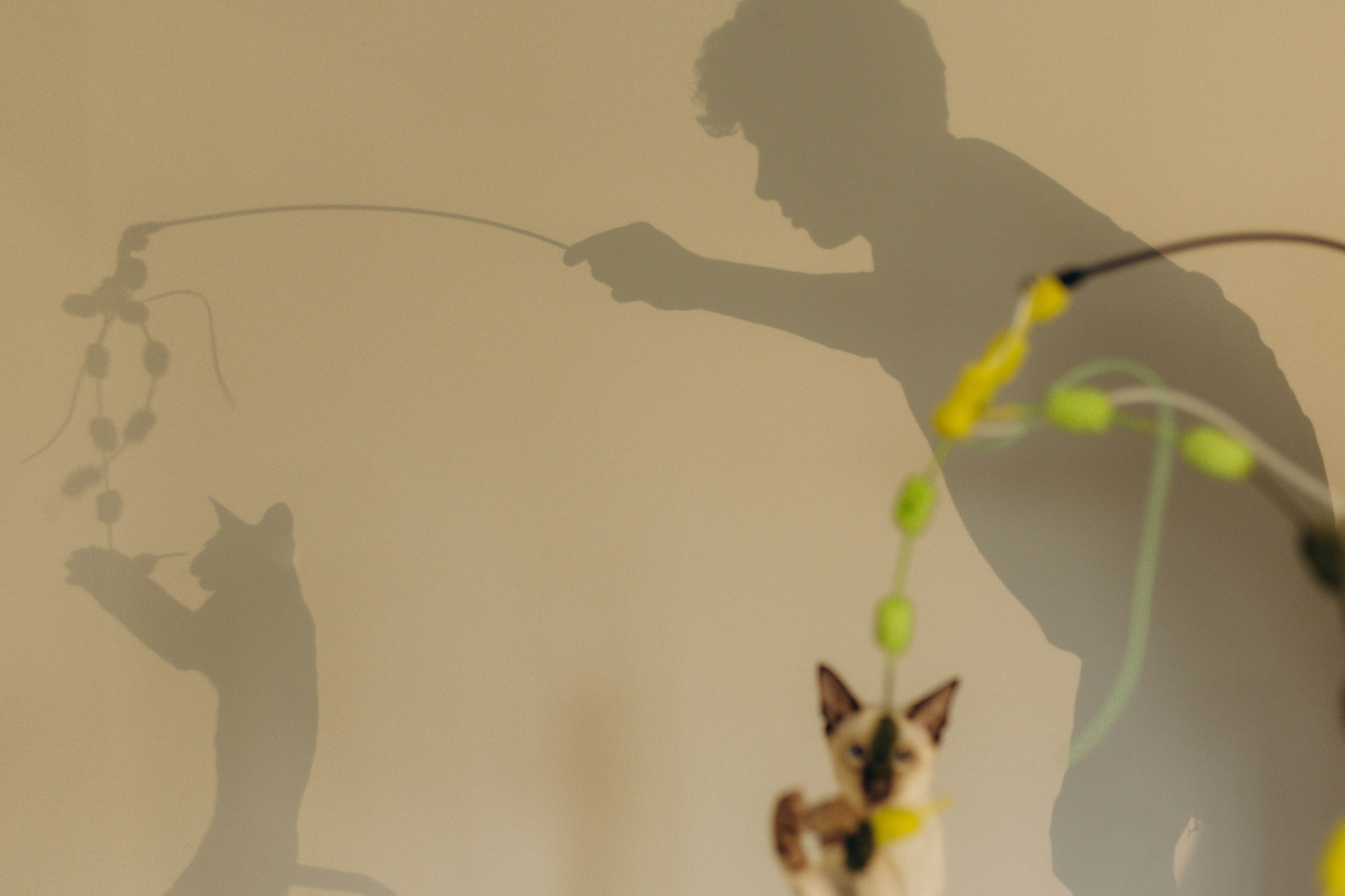 Аня, Костя и котики. Фотограф Саратов