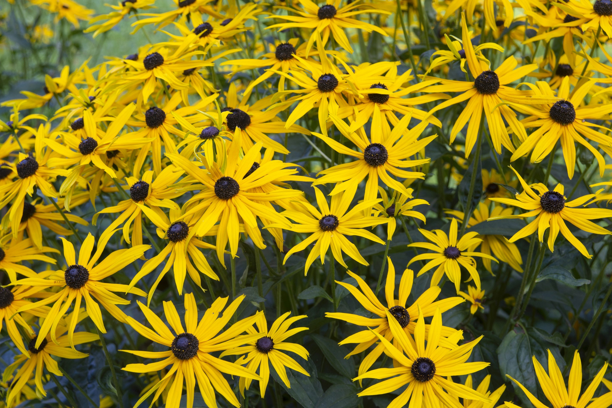 Абрамцево. Сентябрь 2023. Игорь Жучков. Россия увиденная глазами путешествующего фотографа