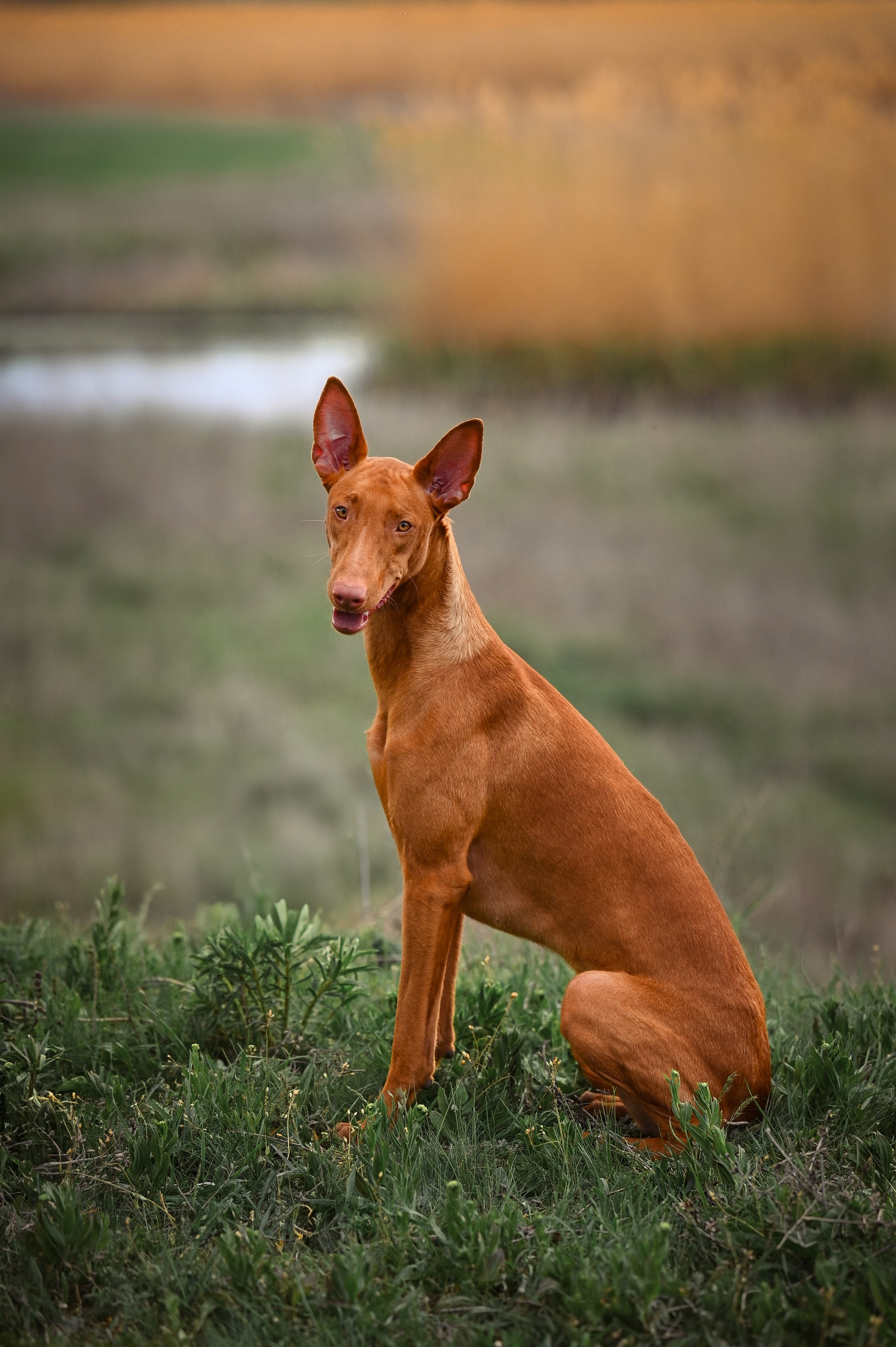 Фараонова собака Ромарио. Фотограф в Ростове —на — Дону