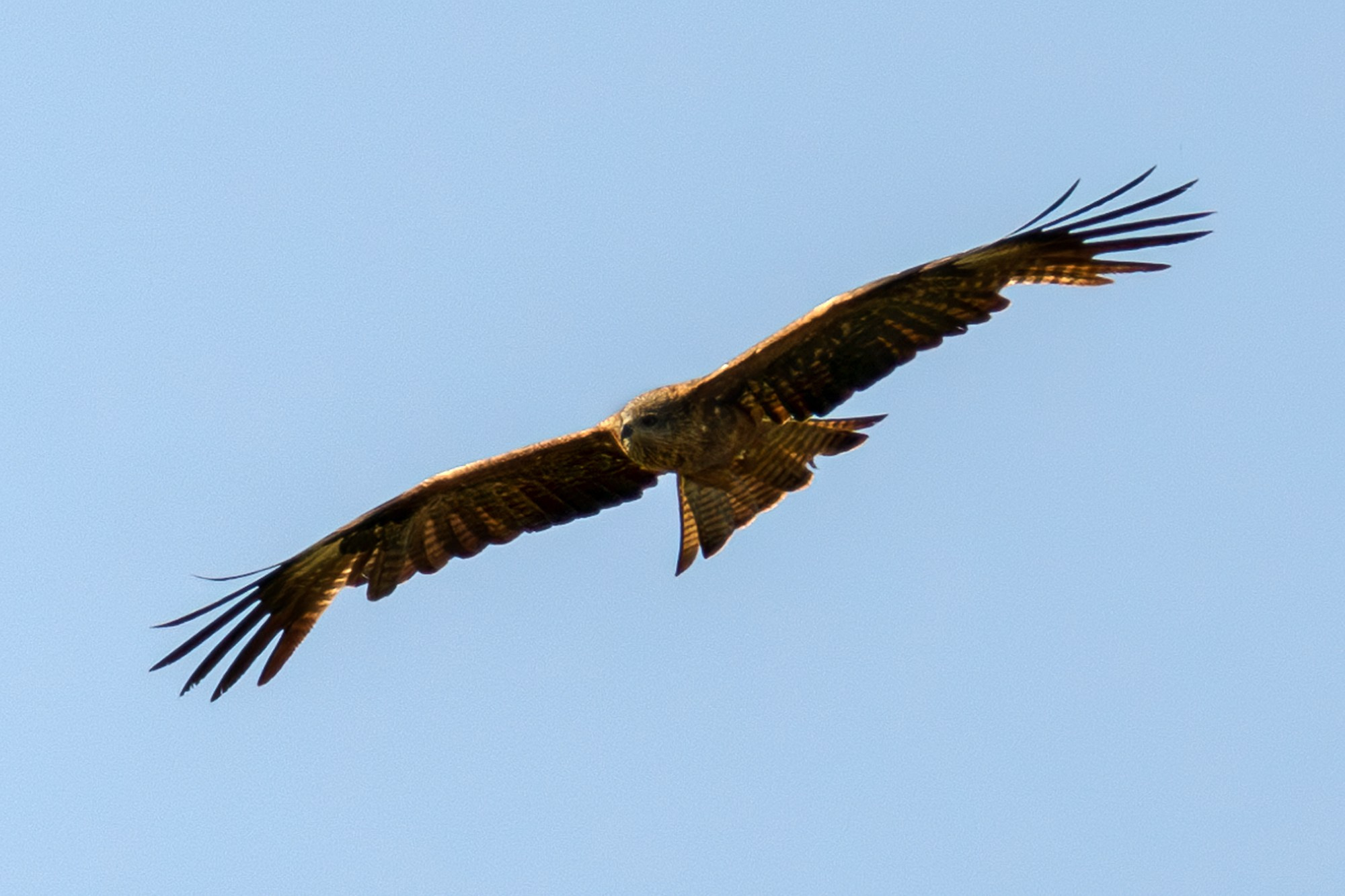 Удивительные мир птиц. Вокруг нас столько прекрасного — присмотритесь!. Ваш личный фотограф Марина Волкова
