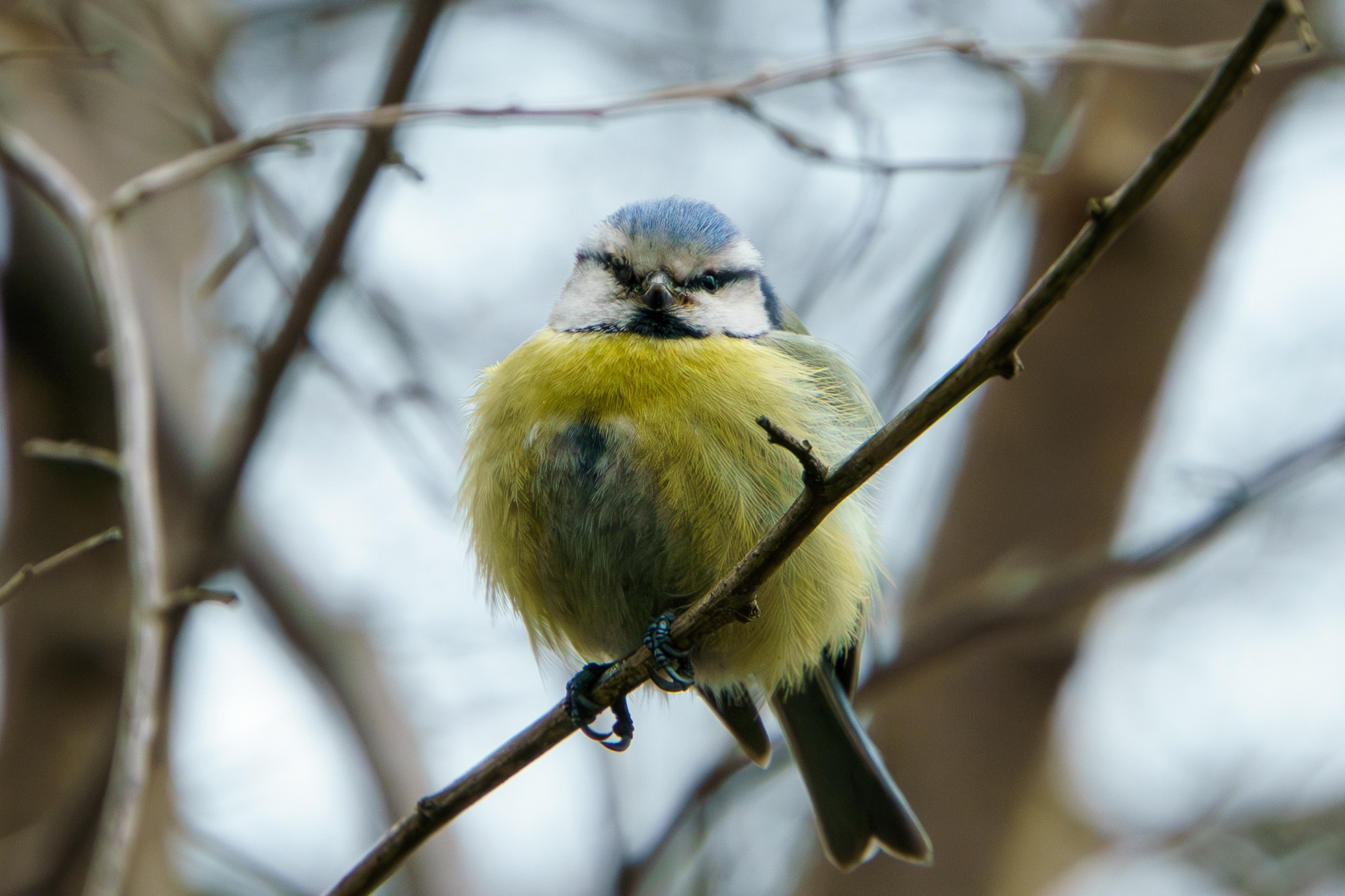 Удивительные мир птиц. Вокруг нас столько прекрасного — присмотритесь!. Ваш личный фотограф Марина Волкова