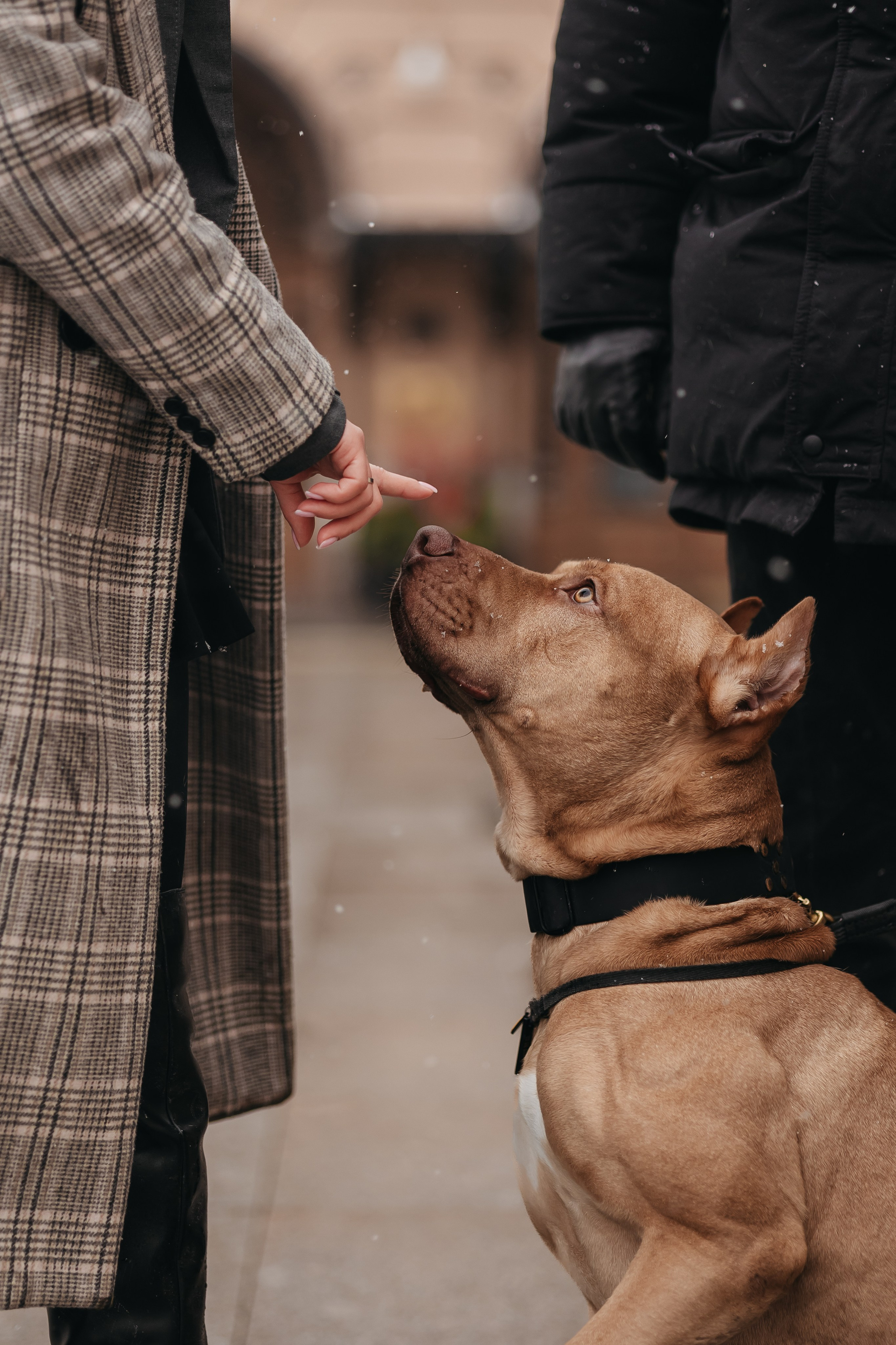 Саша, Света и Ицар. Фотограф-анималист в Санкт-Петербурге Алина Яхонт
