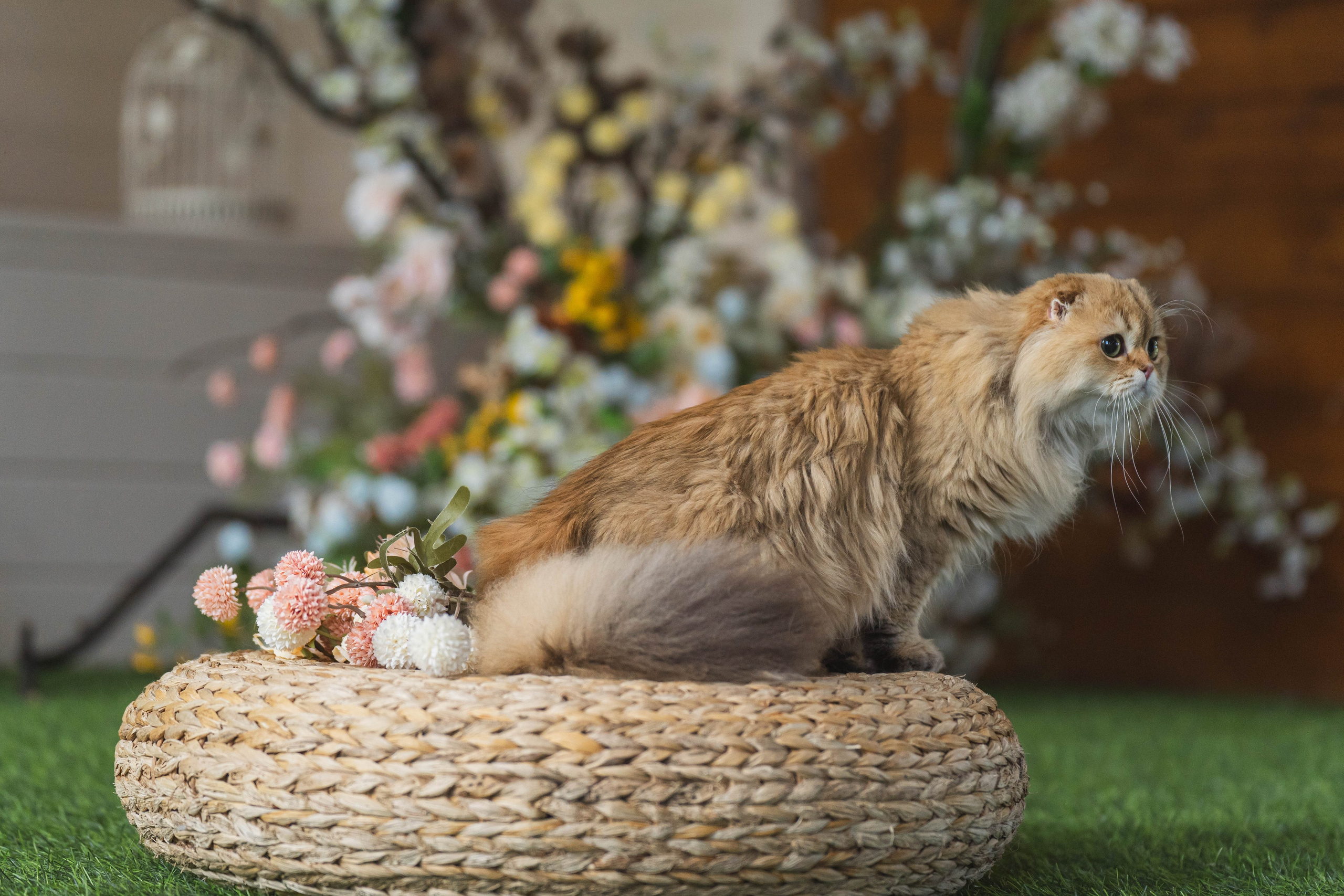 Питомник Шотландских кошек. Фотограф в Москве Ленарская Дарья