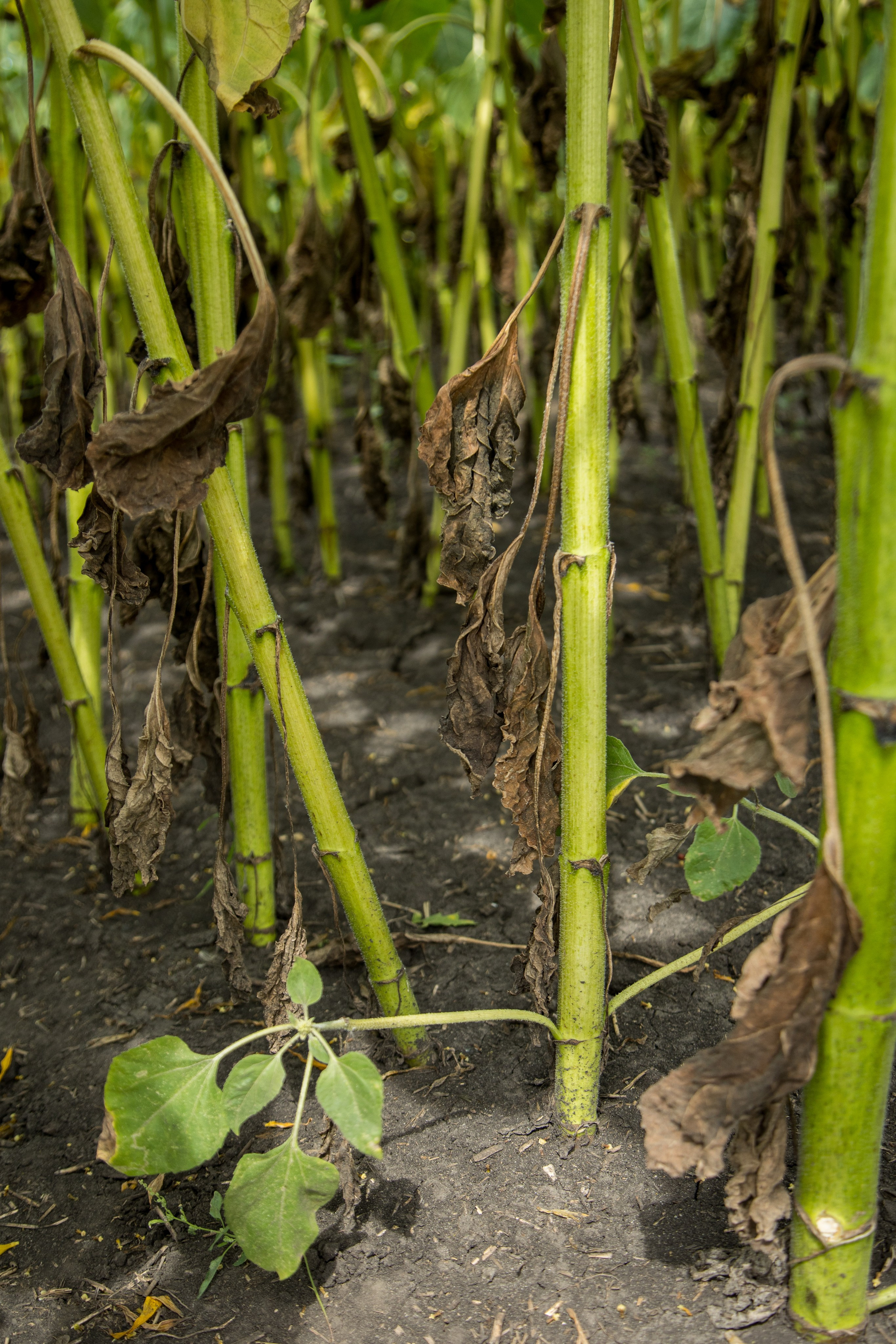 Решения для сельского хозяйства BASF 16.08.2022. Владислав Волков | Фотография и видеосъемка в Воронеже