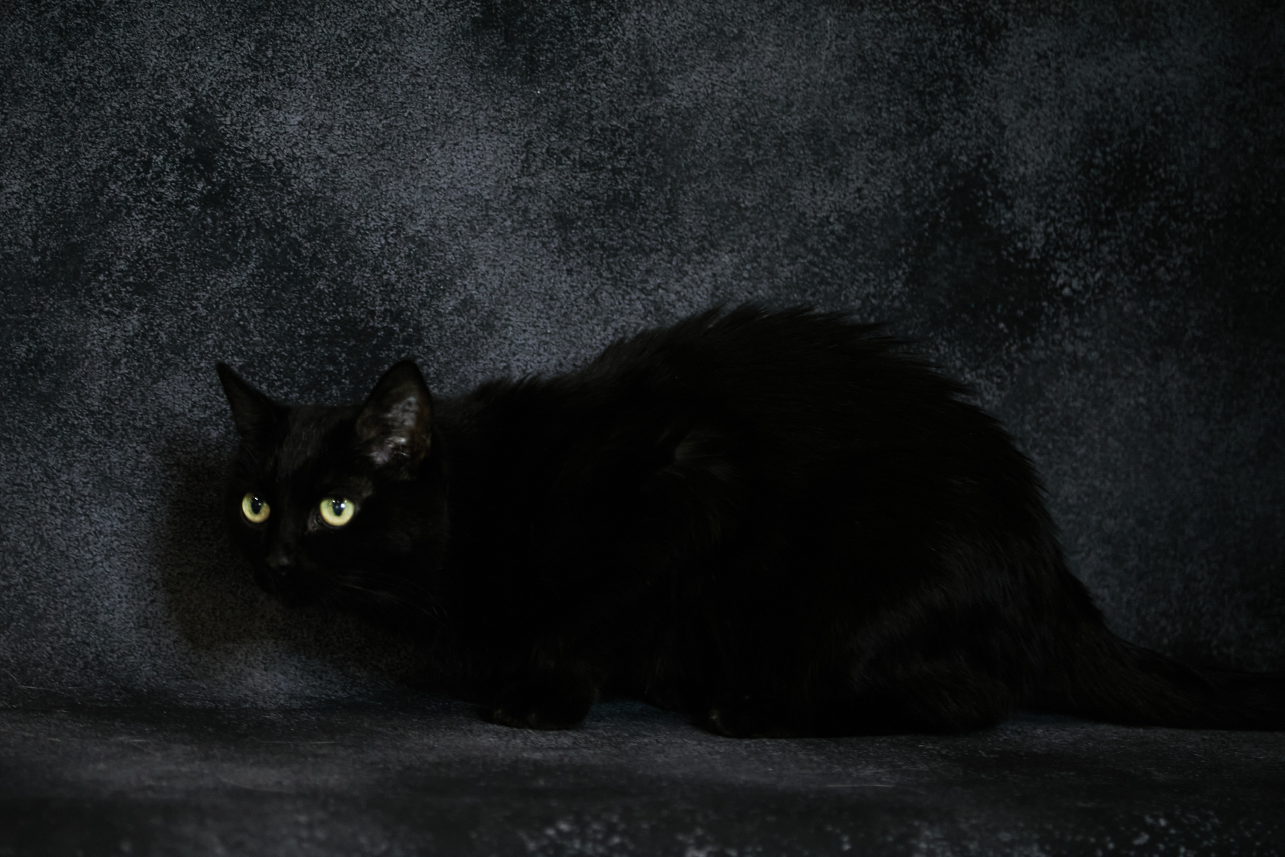 Animals. Danna Dark. Фотограф | Красноярск