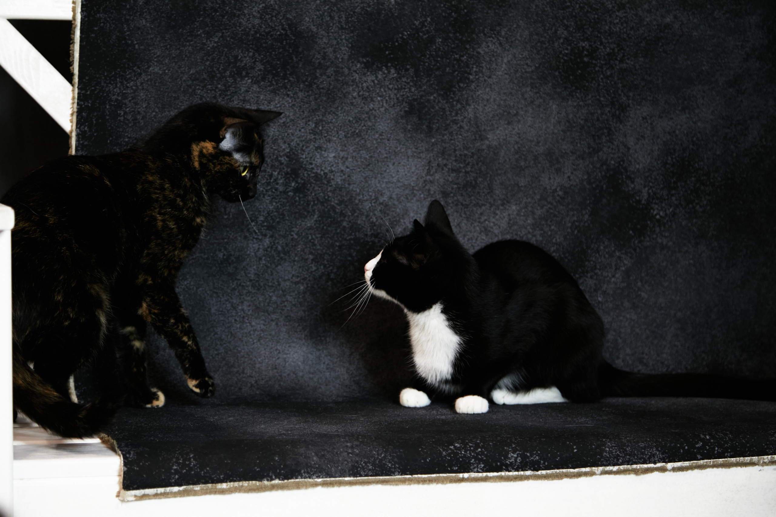 Animals. Danna Dark. Фотограф | Красноярск