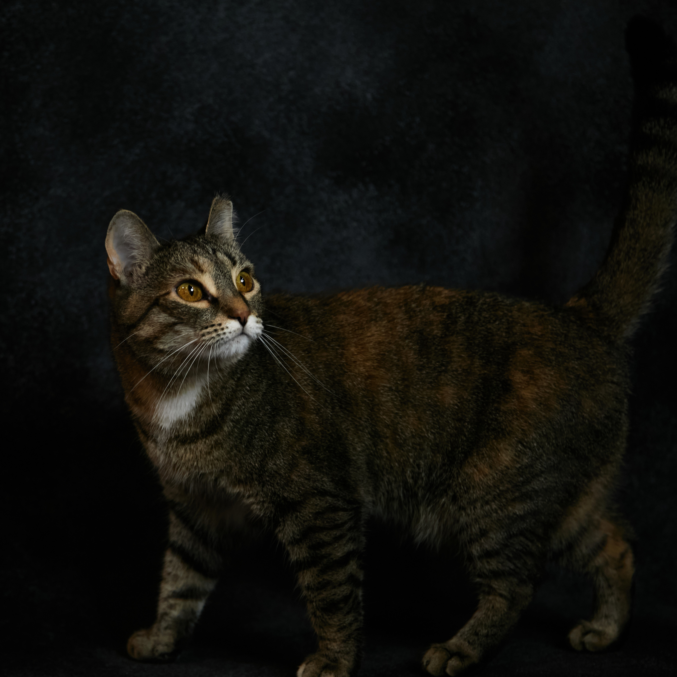 Animals. Danna Dark. Фотограф | Красноярск