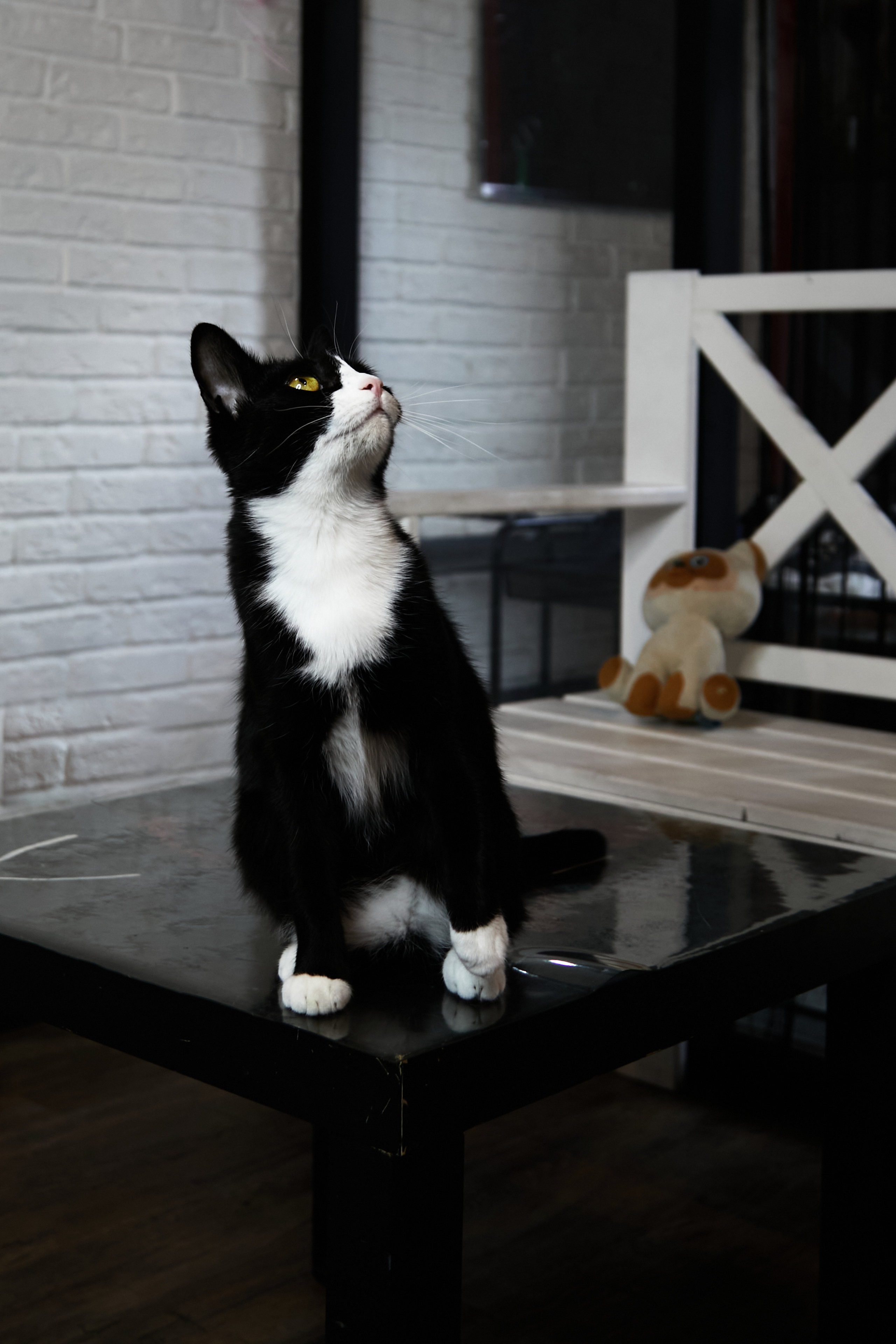 Animals. Danna Dark. Фотограф | Красноярск